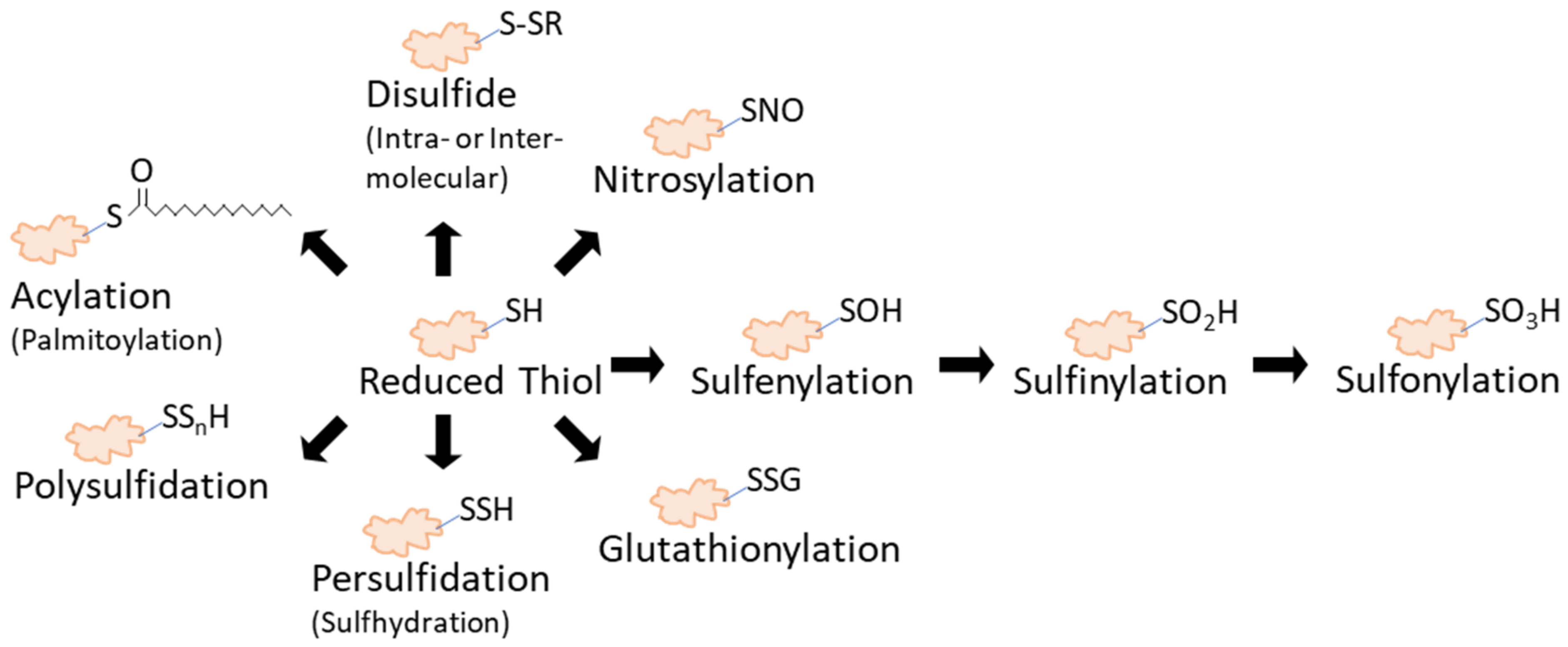 Antioxidants 10 00499 g001