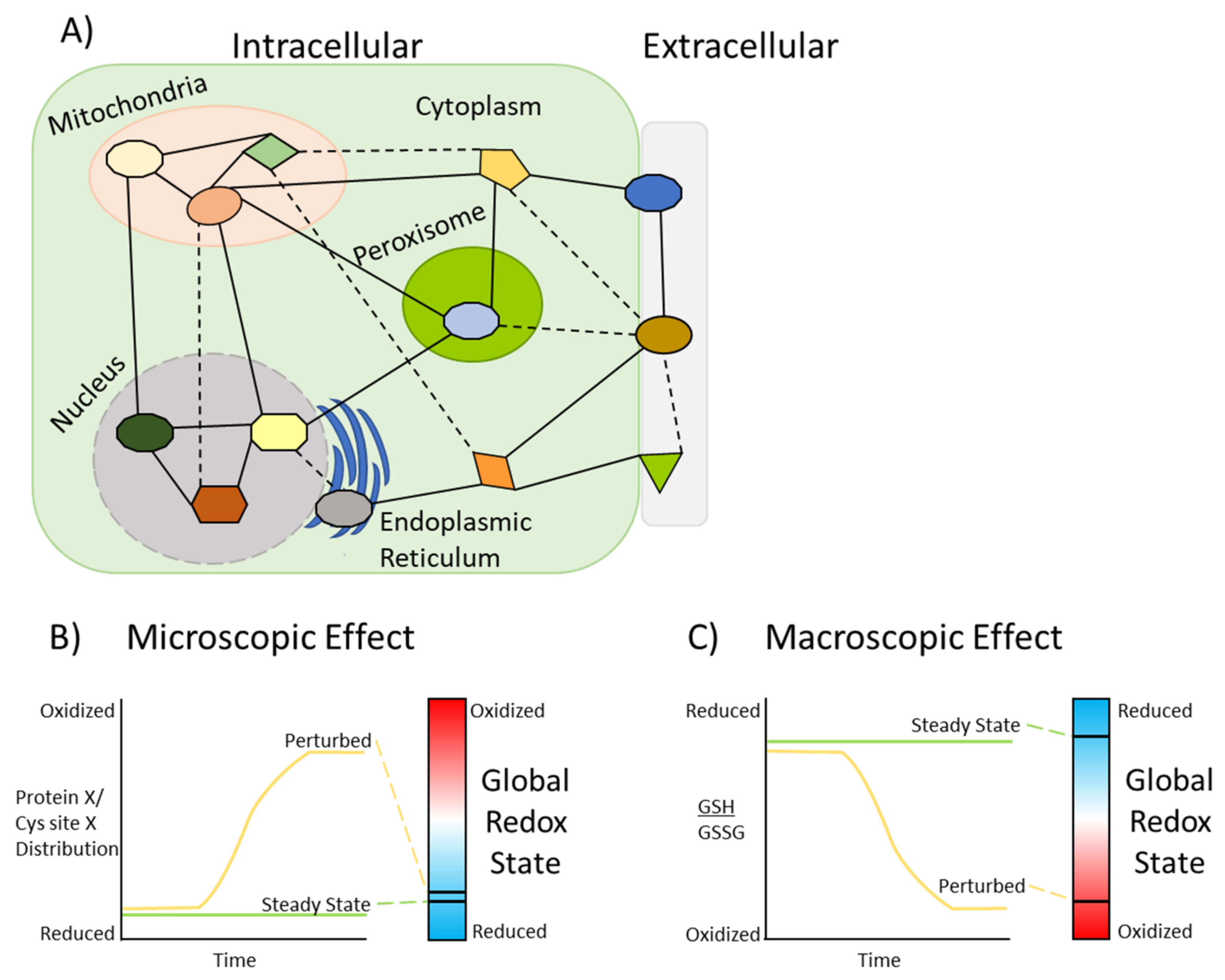 Antioxidants 10 00499 g003