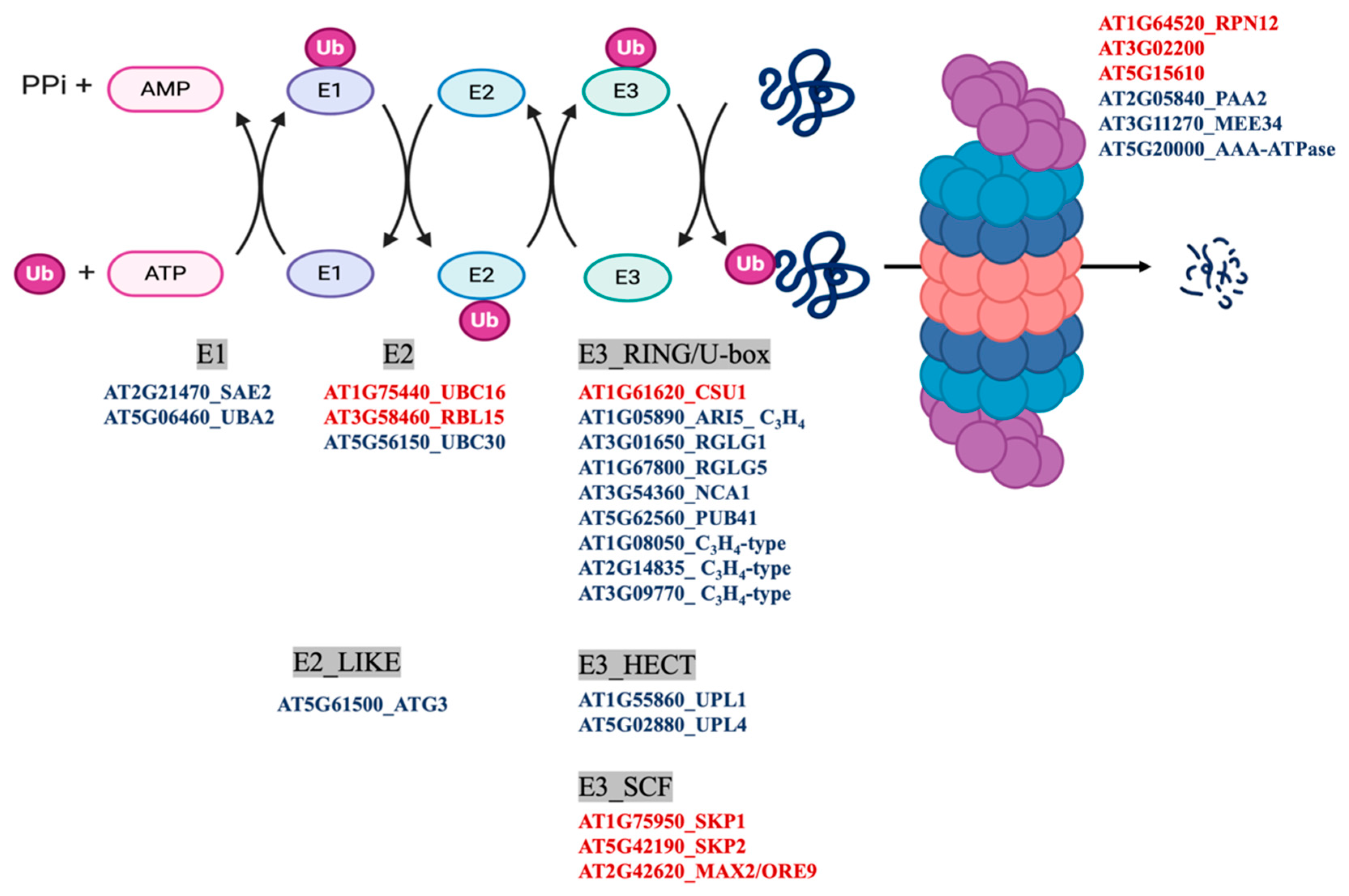 Antioxidants 10 00508 g005