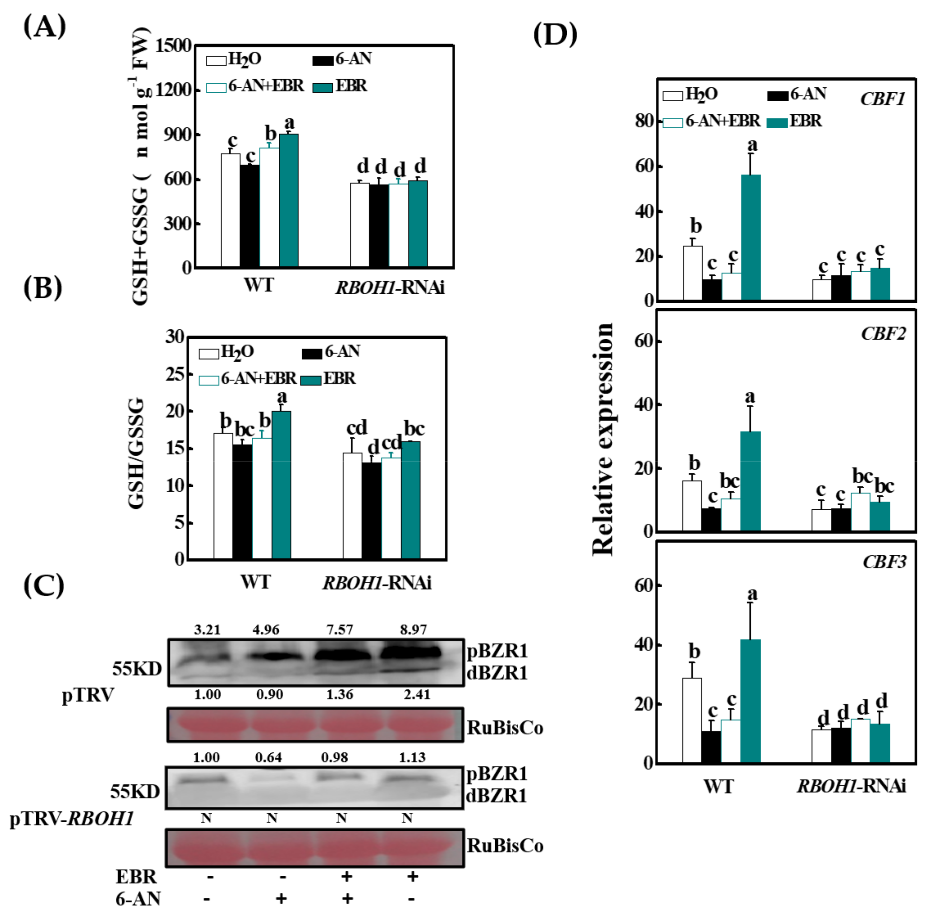Antioxidants 10 00509 g005 Antioxidants 10 00509 g005