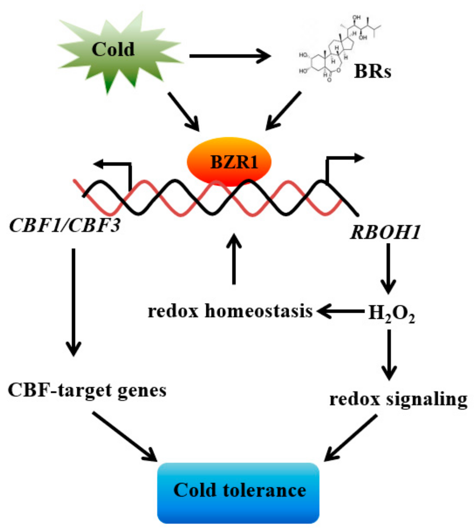 Antioxidants 10 00509 g007 Antioxidants 10 00509 g007
