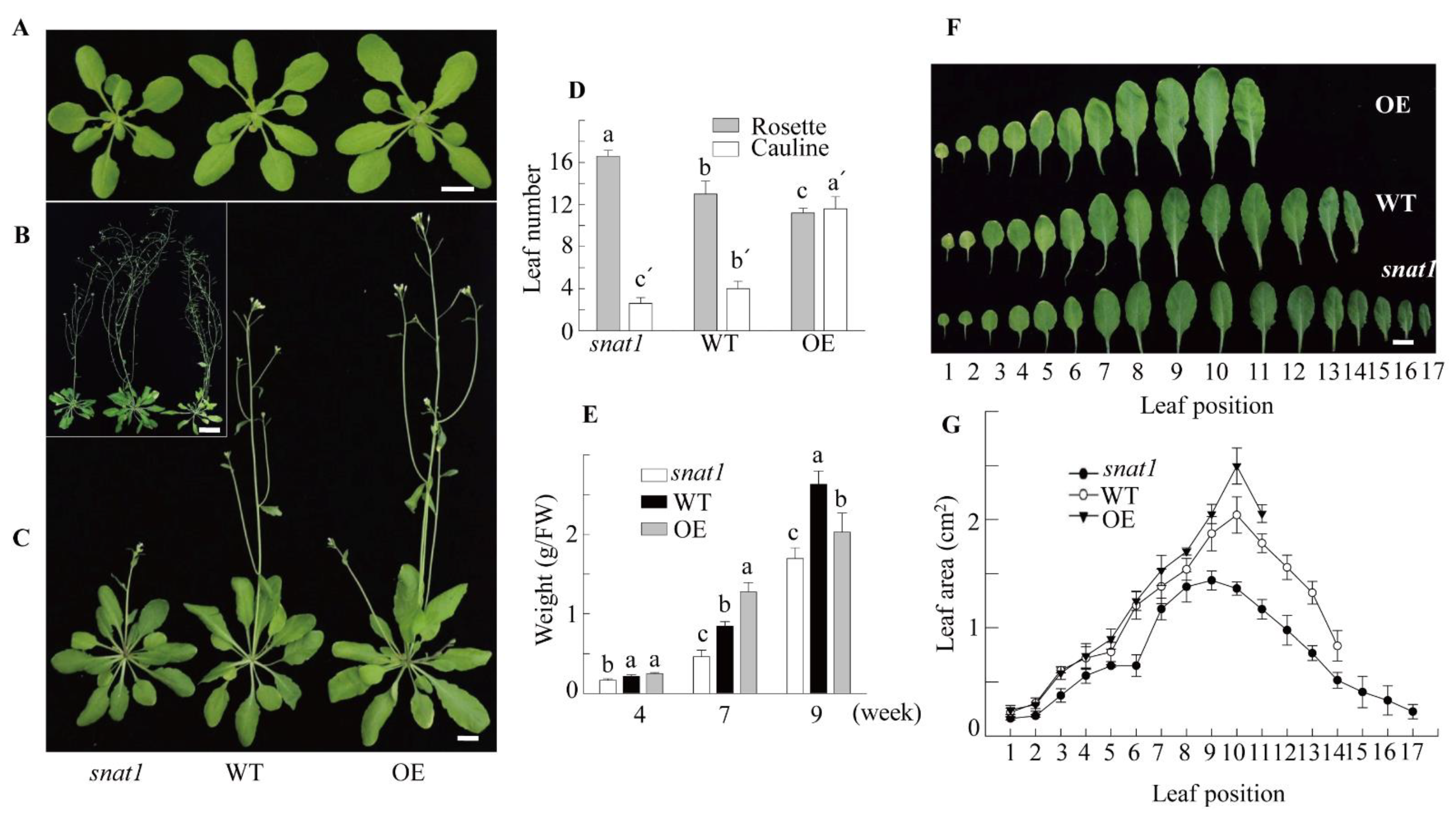 Antioxidants 10 00511 g001