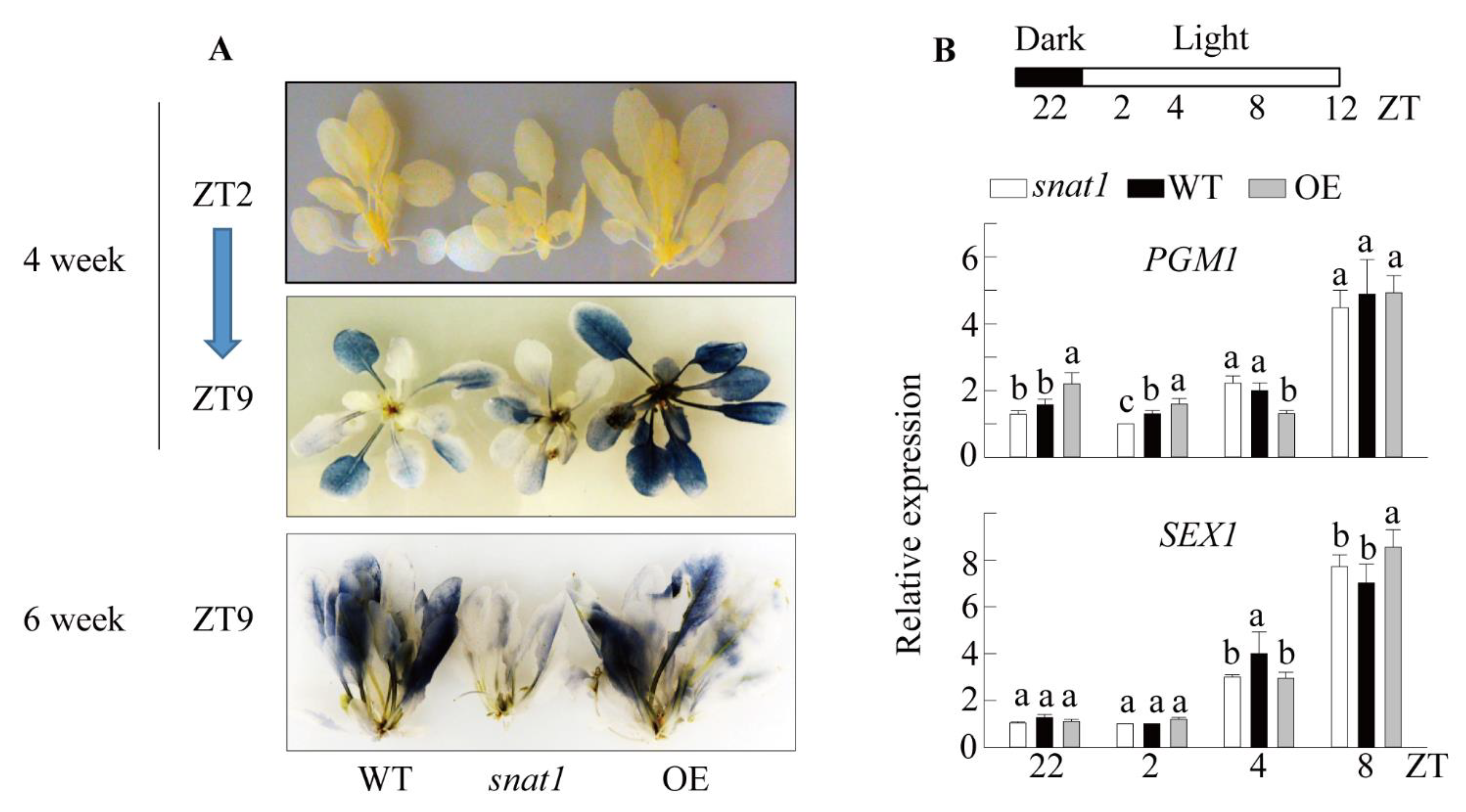 Antioxidants 10 00511 g002