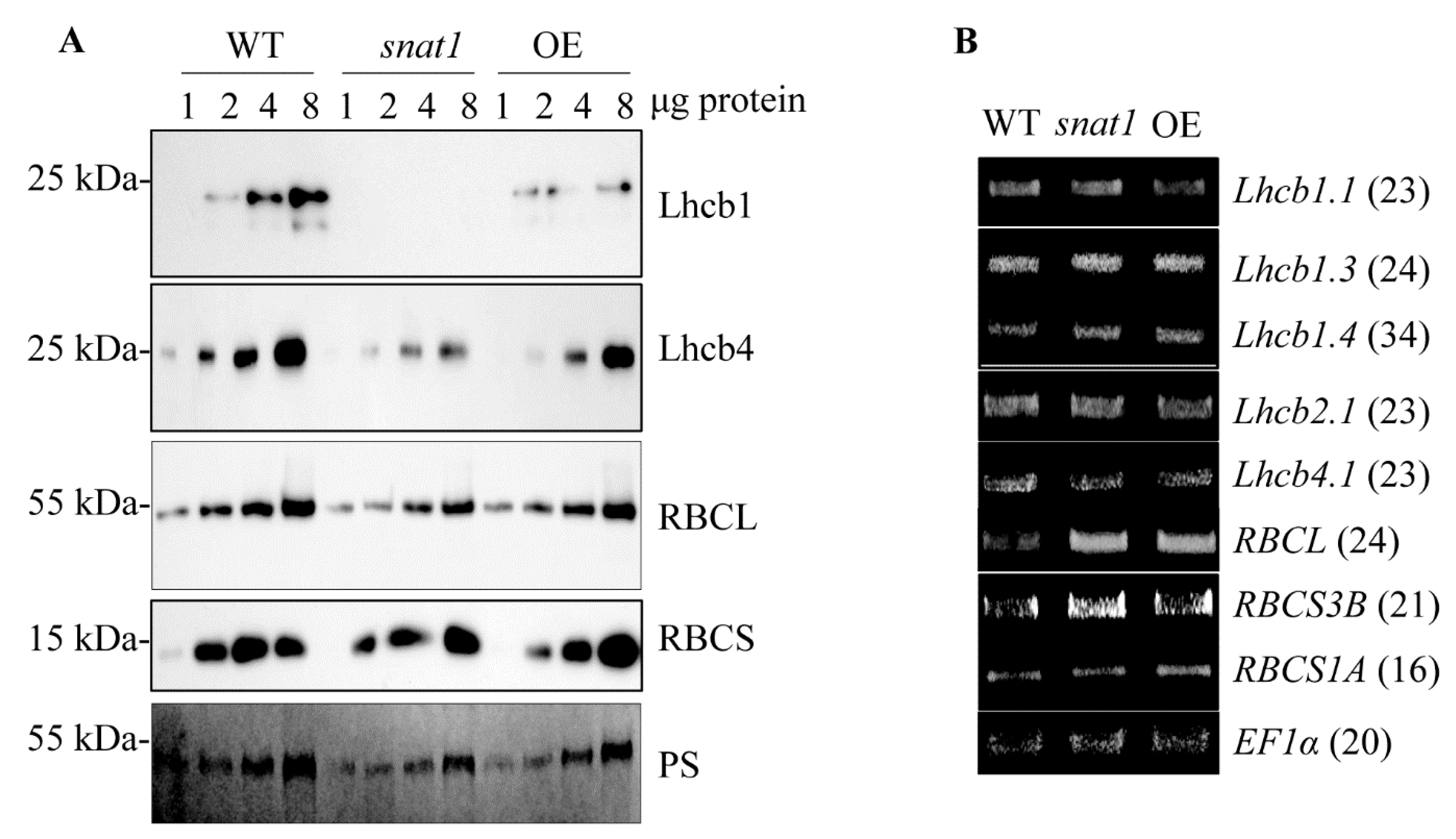 Antioxidants 10 00511 g003