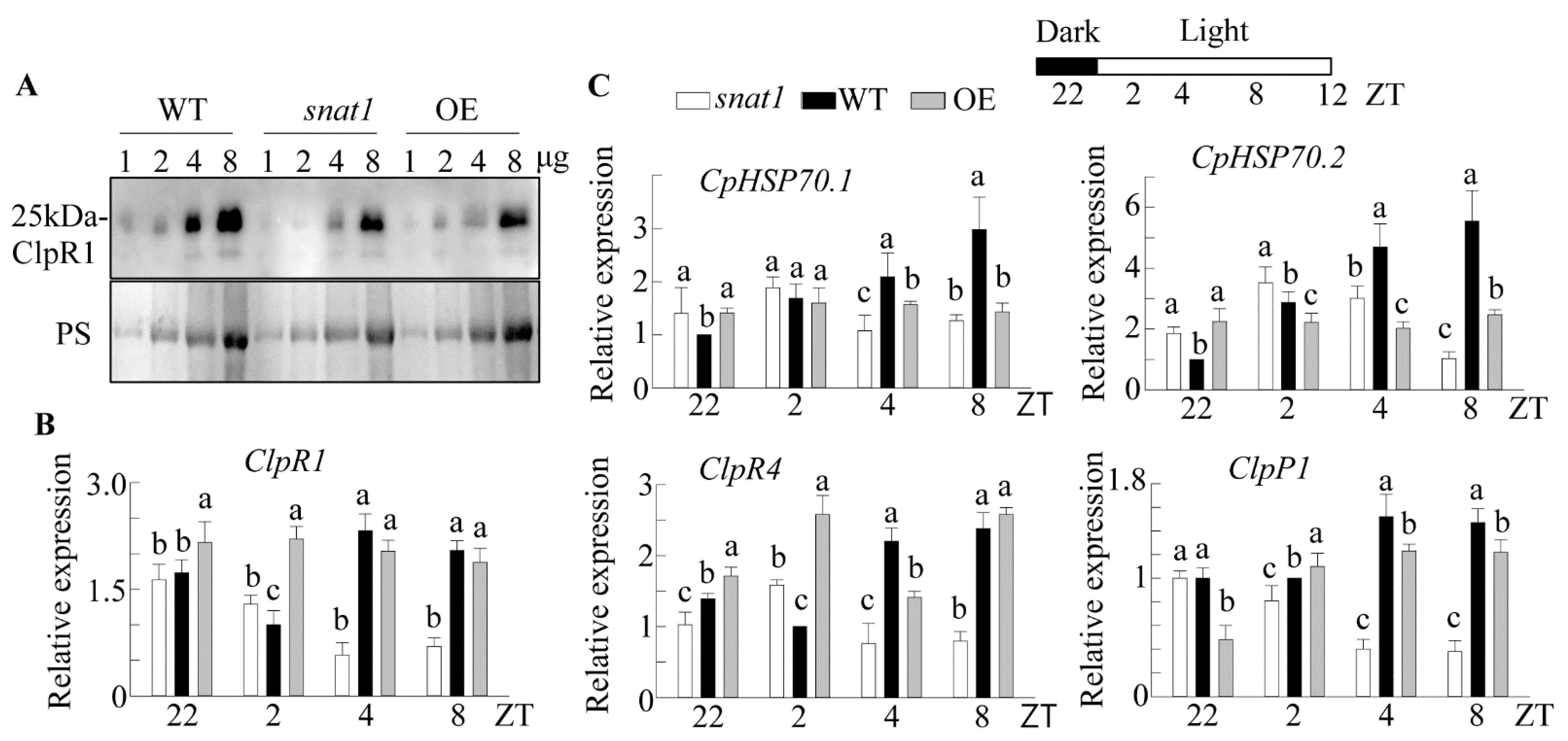 Antioxidants 10 00511 g004