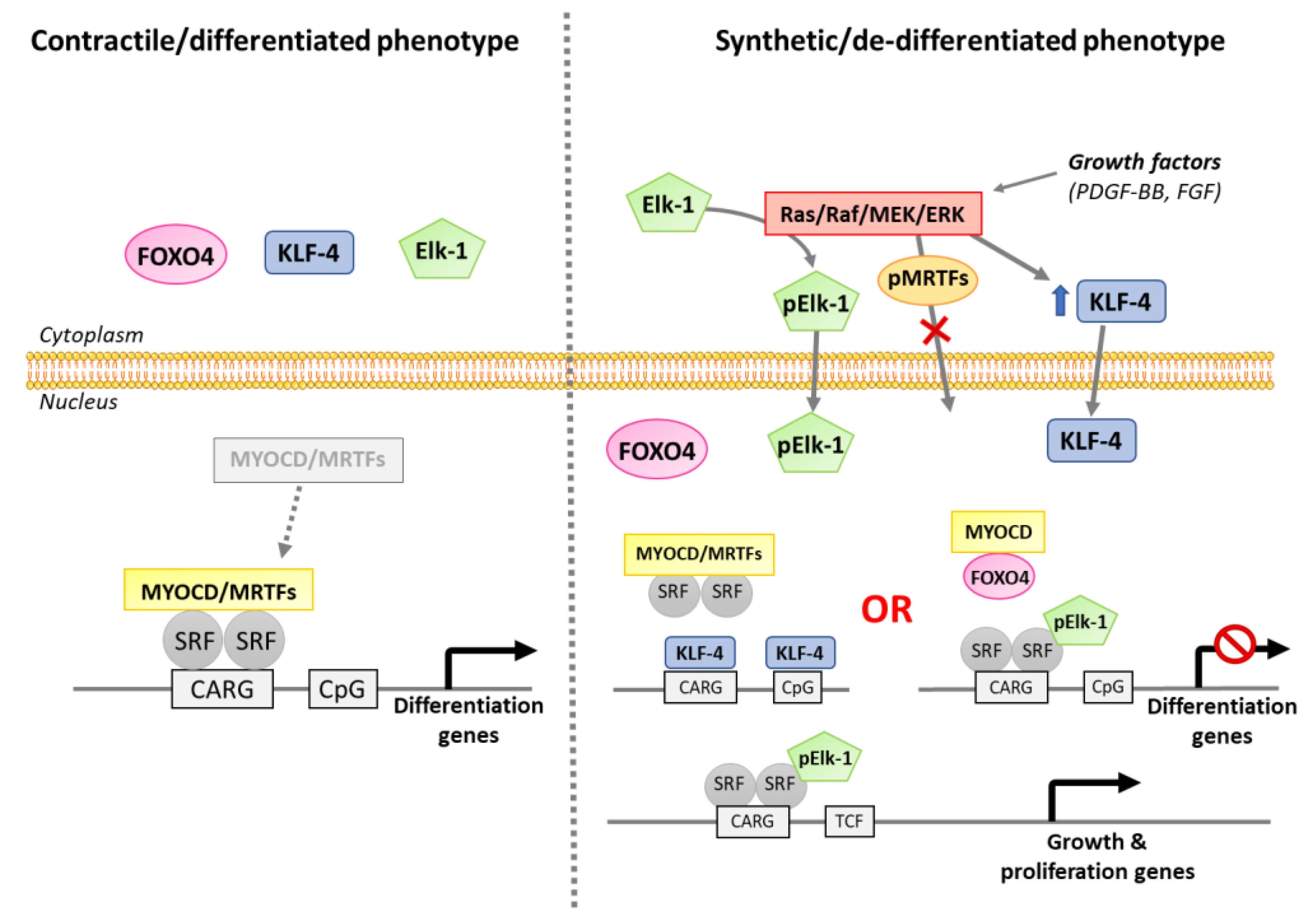 Antioxidants 10 00516 g003