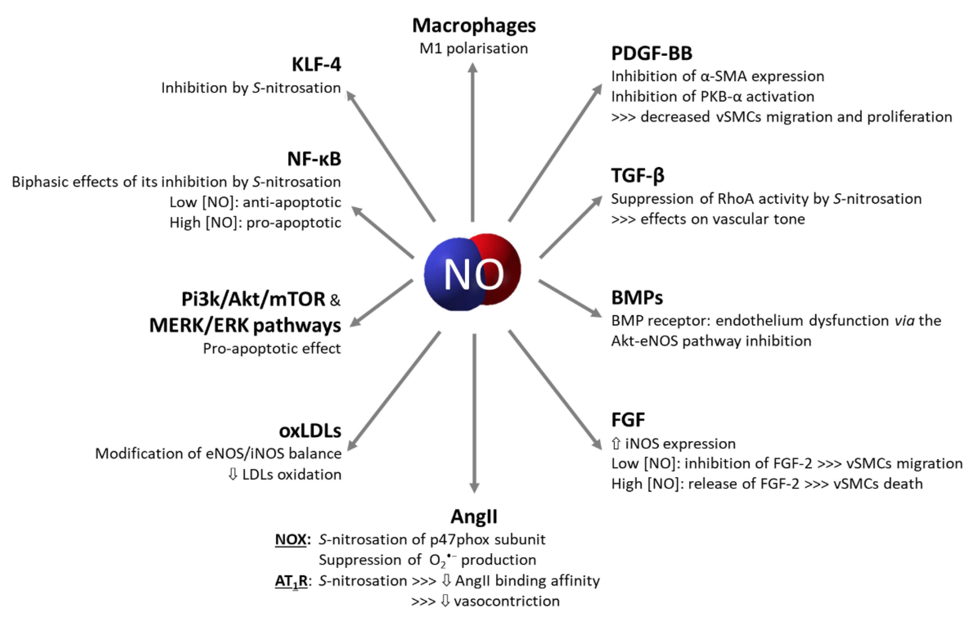 Antioxidants 10 00516 g004
