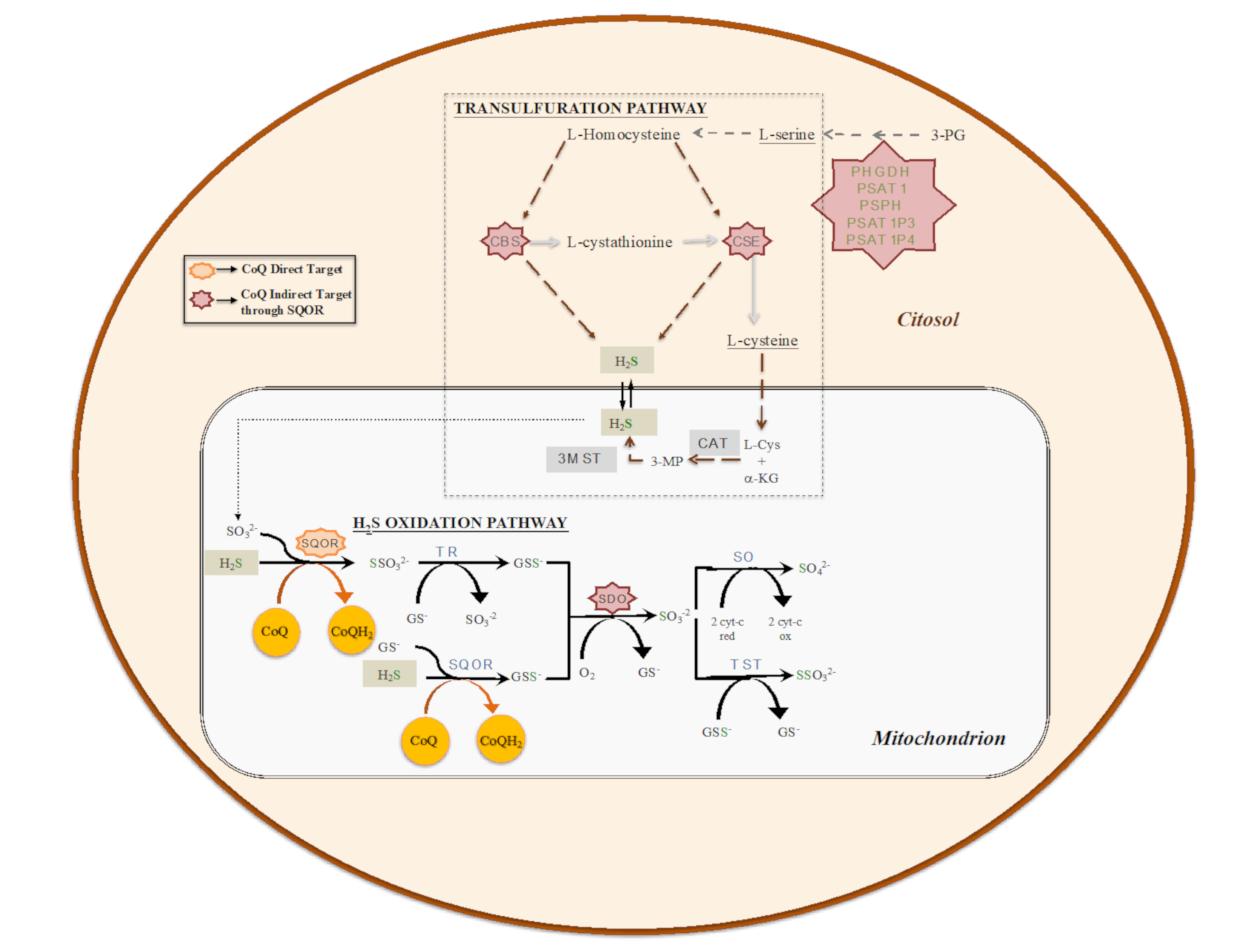 Antioxidants 10 00520 g002 Antioxidants 10 00520 g002