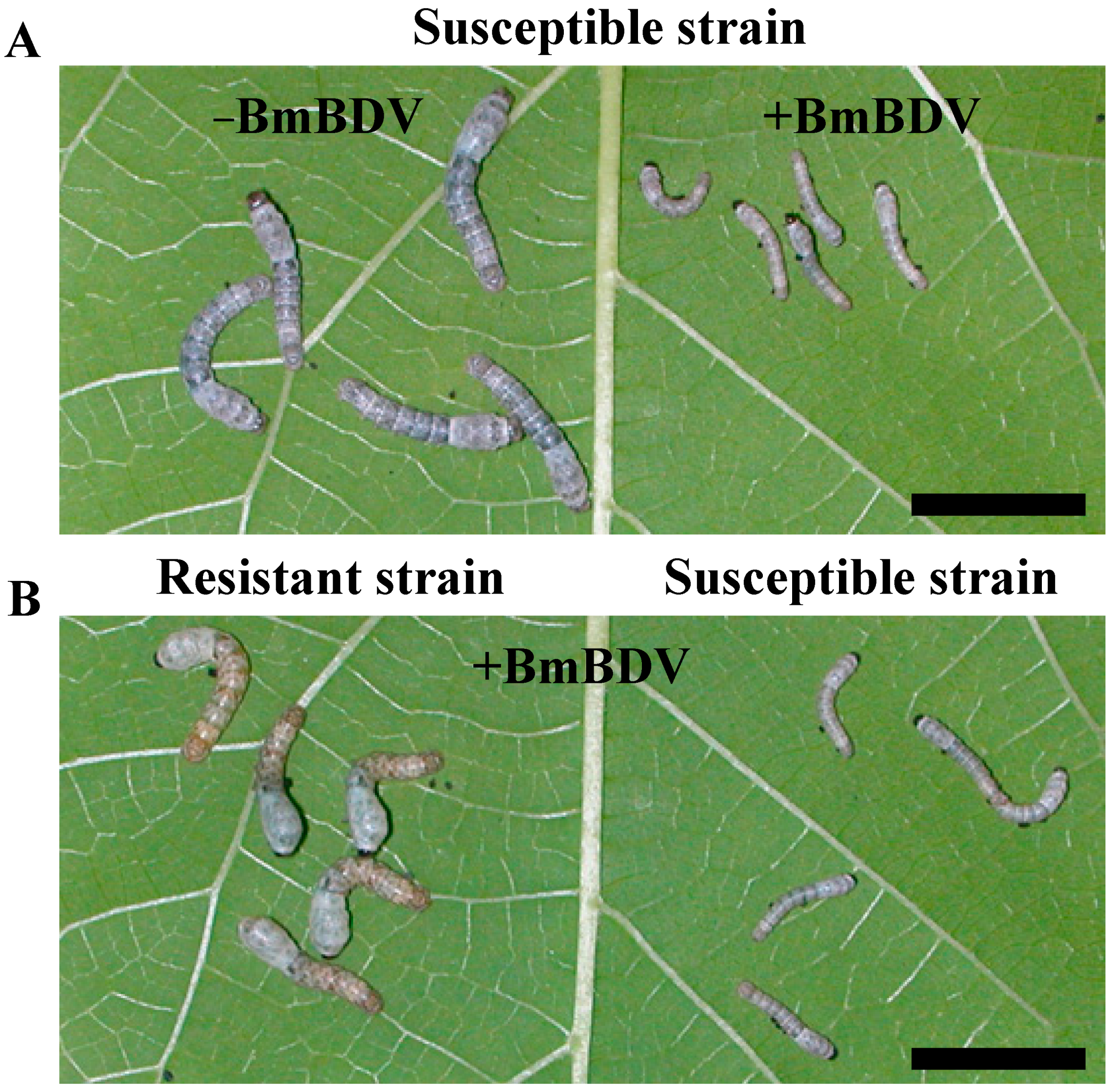Antioxidants 10 00522 g001