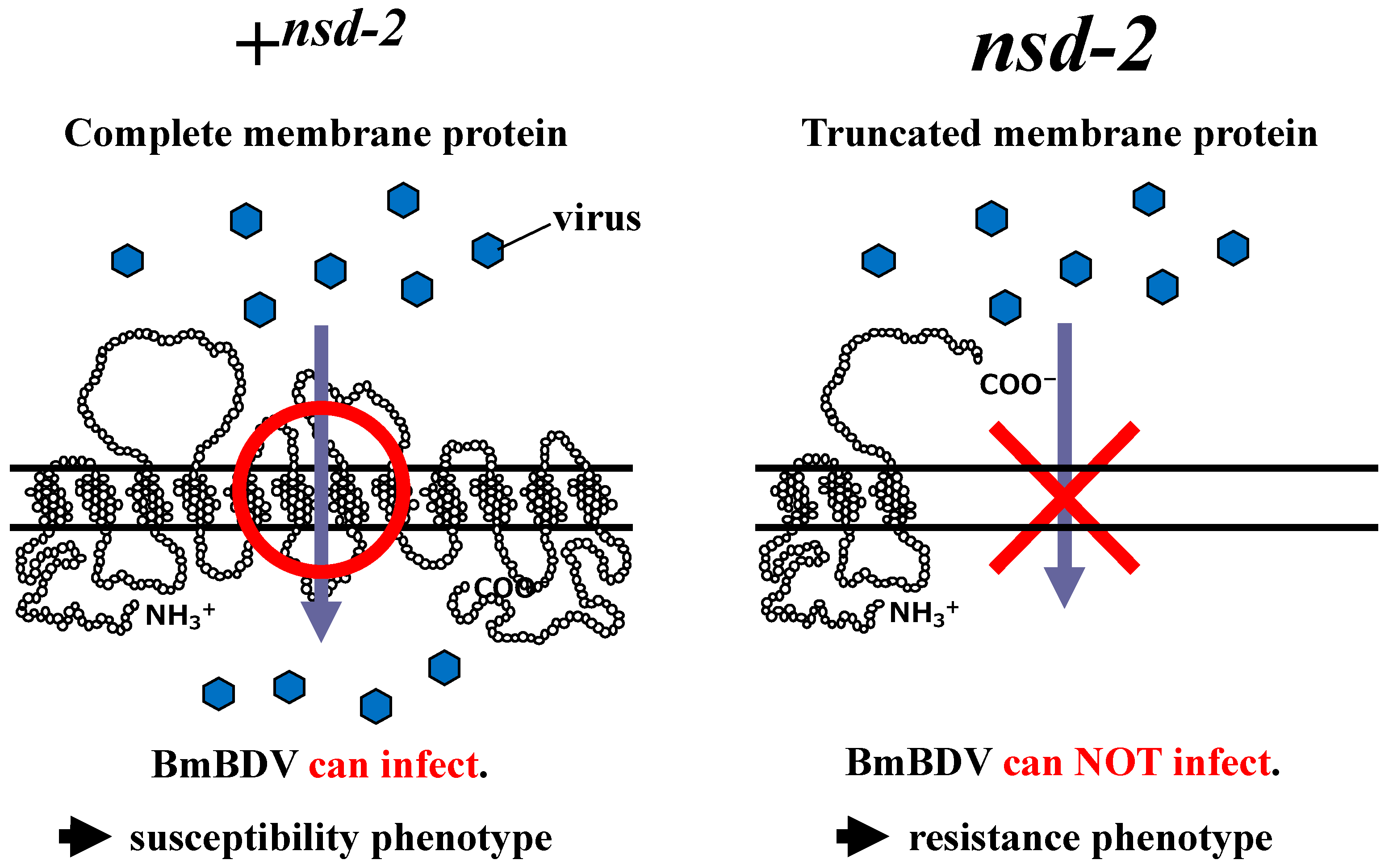 Antioxidants 10 00522 g002