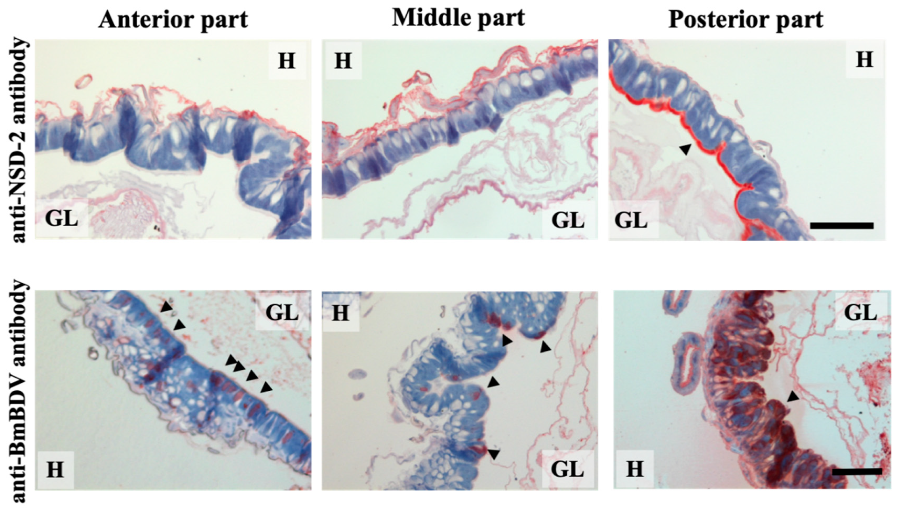 Antioxidants 10 00522 g003