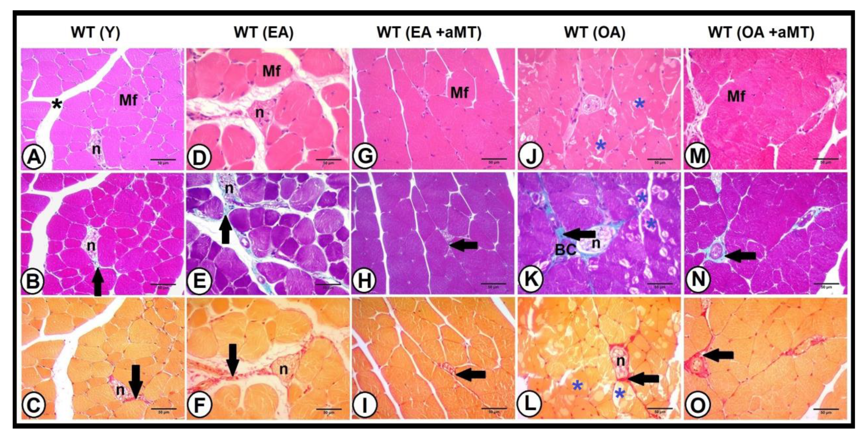 Antioxidants 10 00524 g005