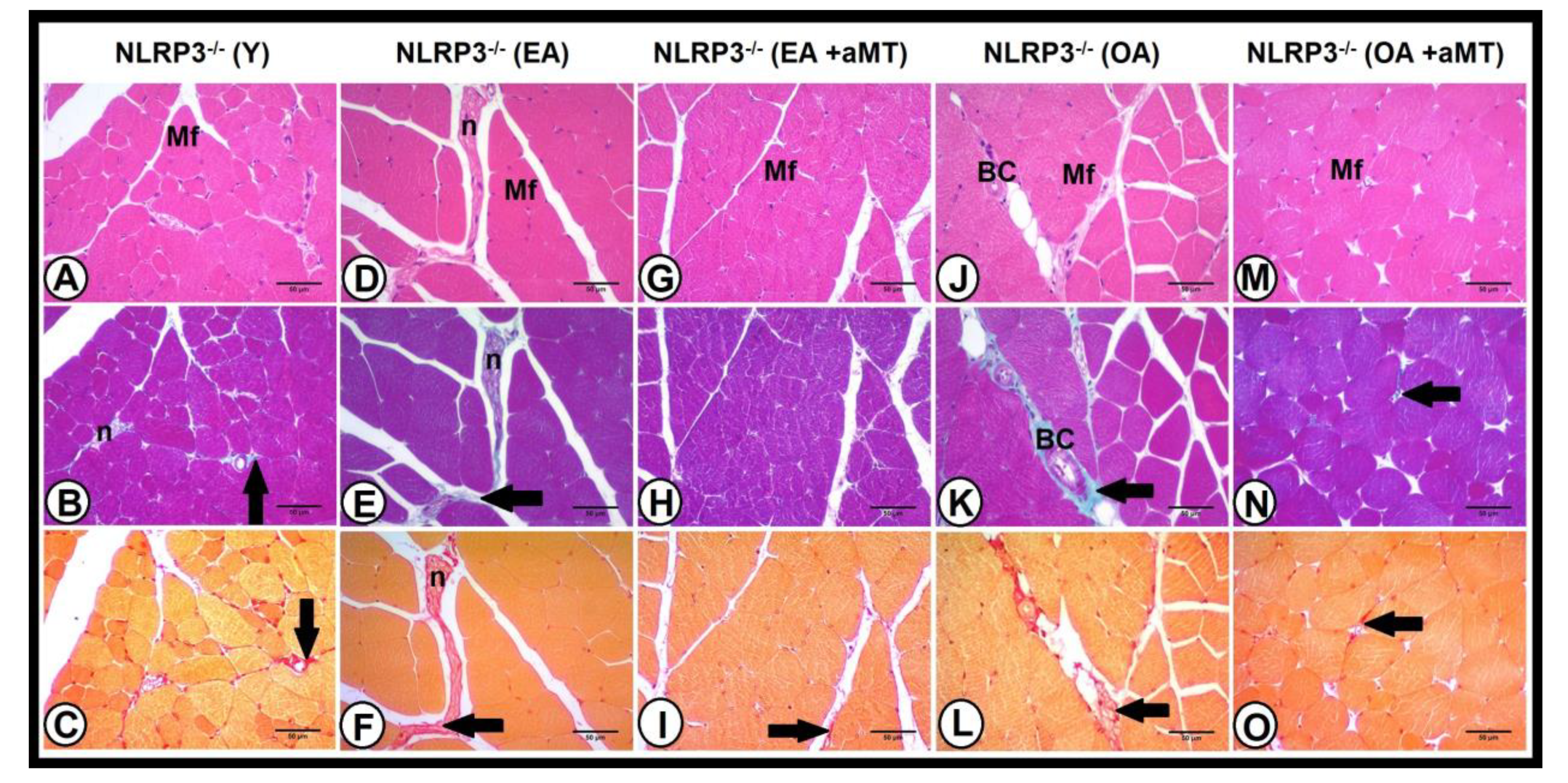 Antioxidants 10 00524 g007