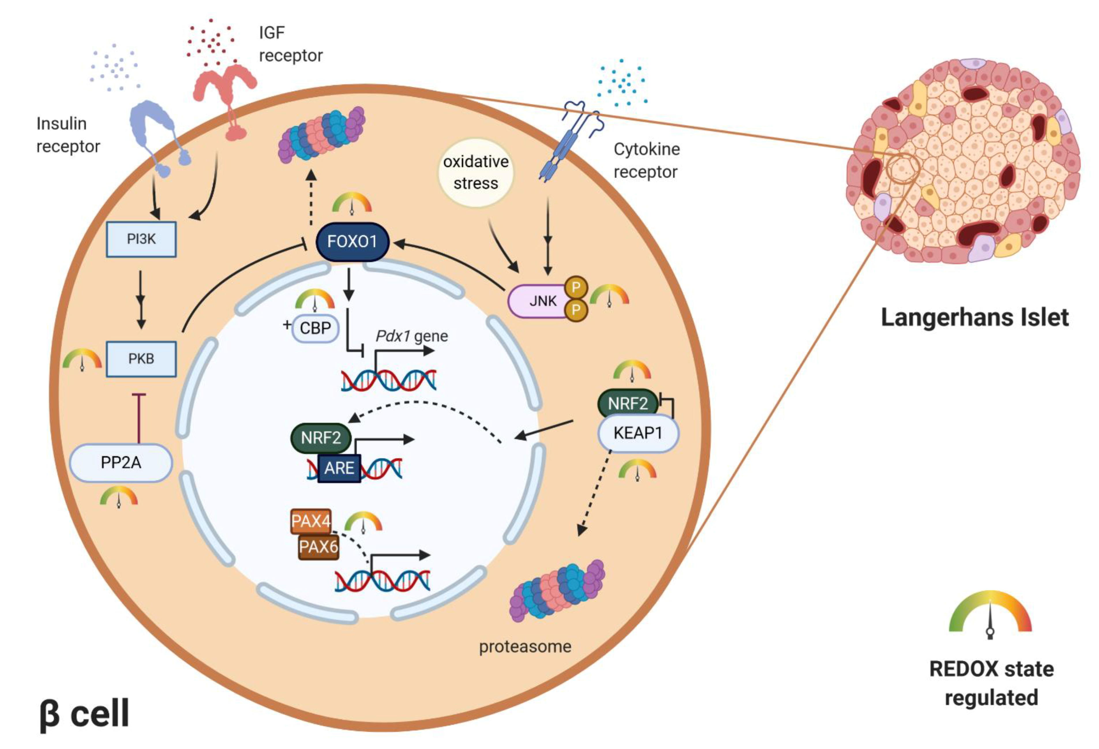 Antioxidants 10 00526 g003