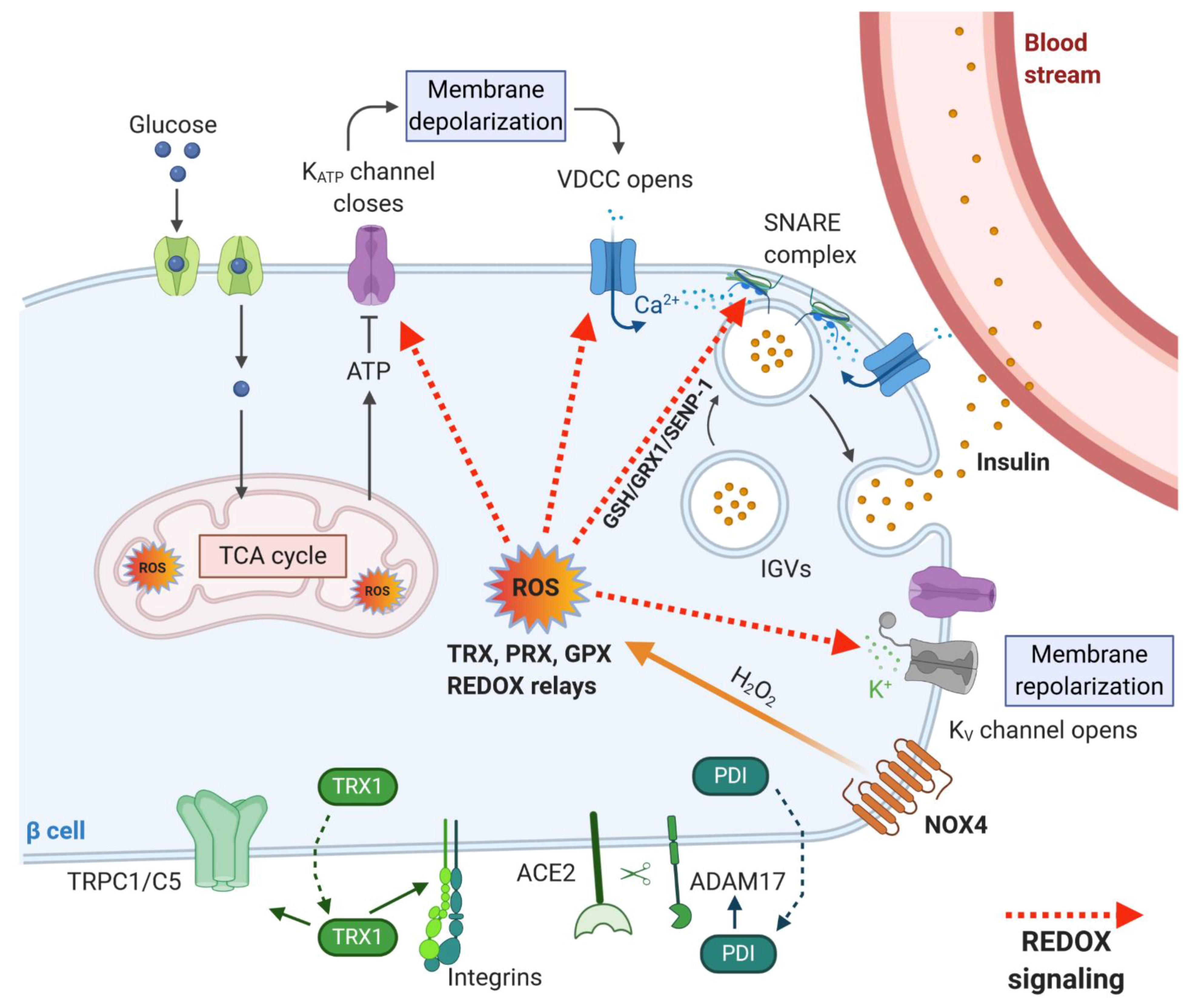 Antioxidants 10 00526 g004