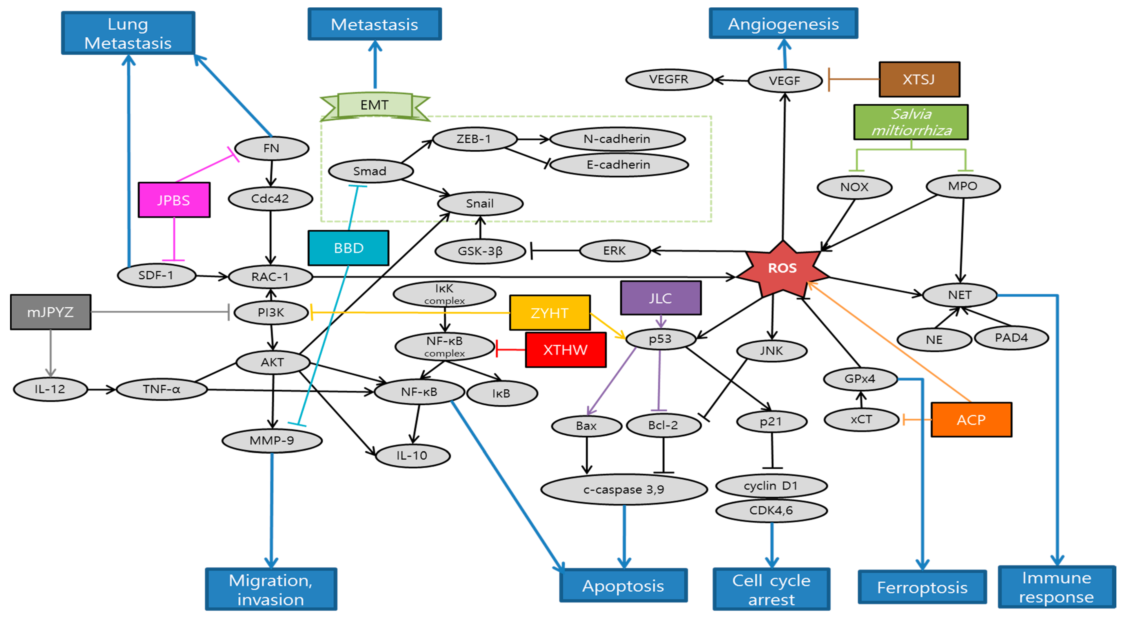 Antioxidants 10 00527 g003 Antioxidants 10 00527 g003