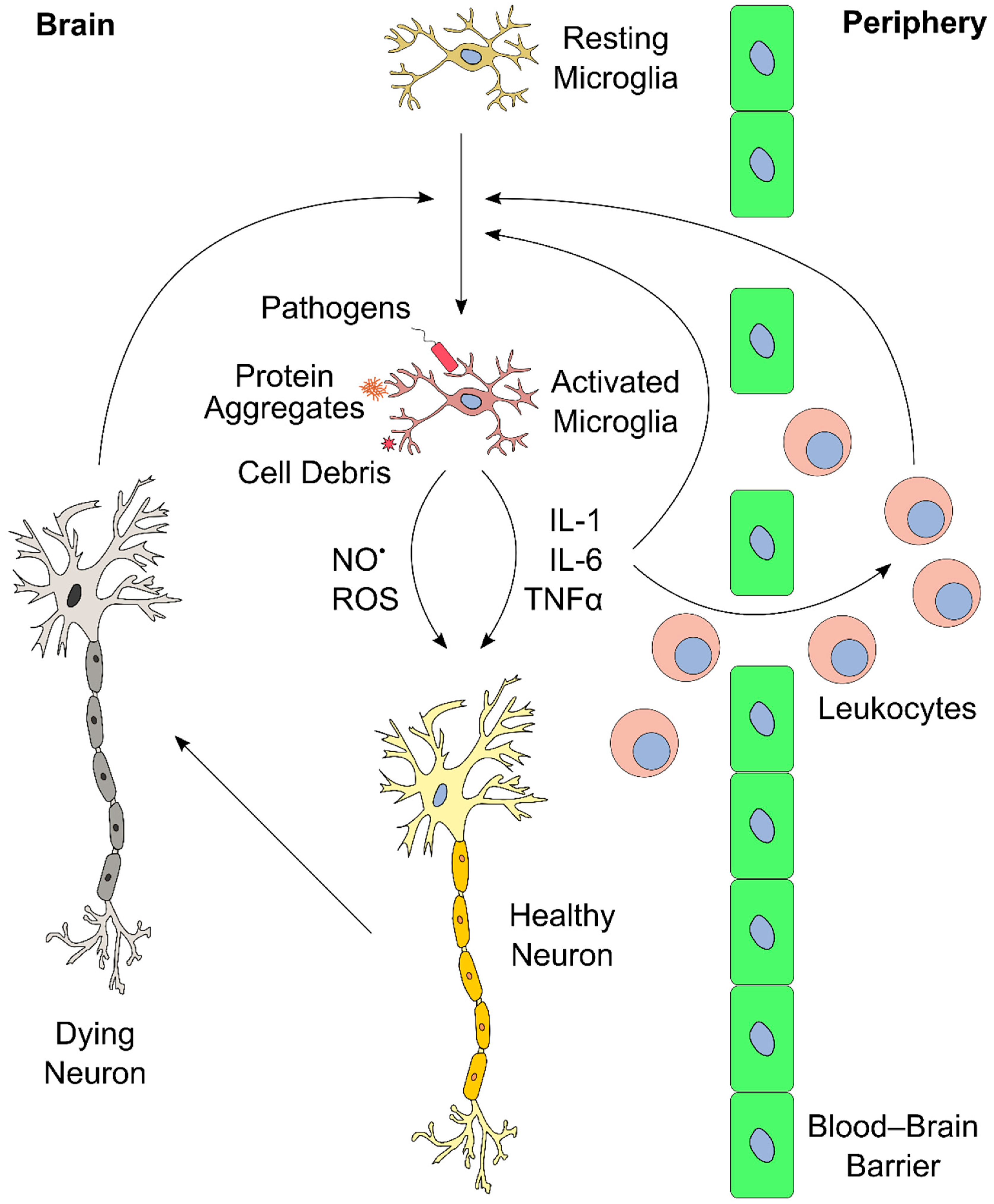 Antioxidants 10 00528 g002