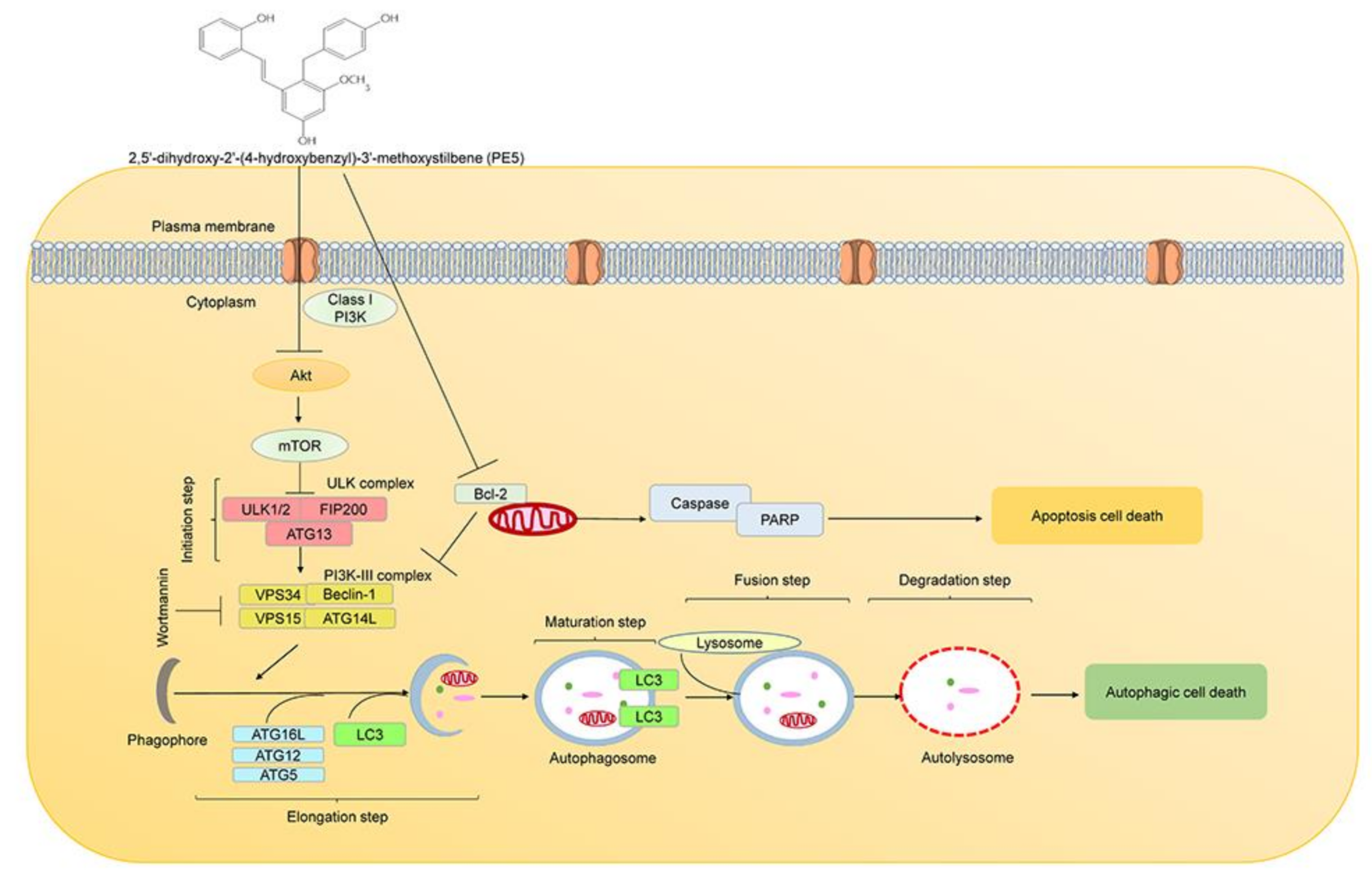 Antioxidants 10 00534 g008