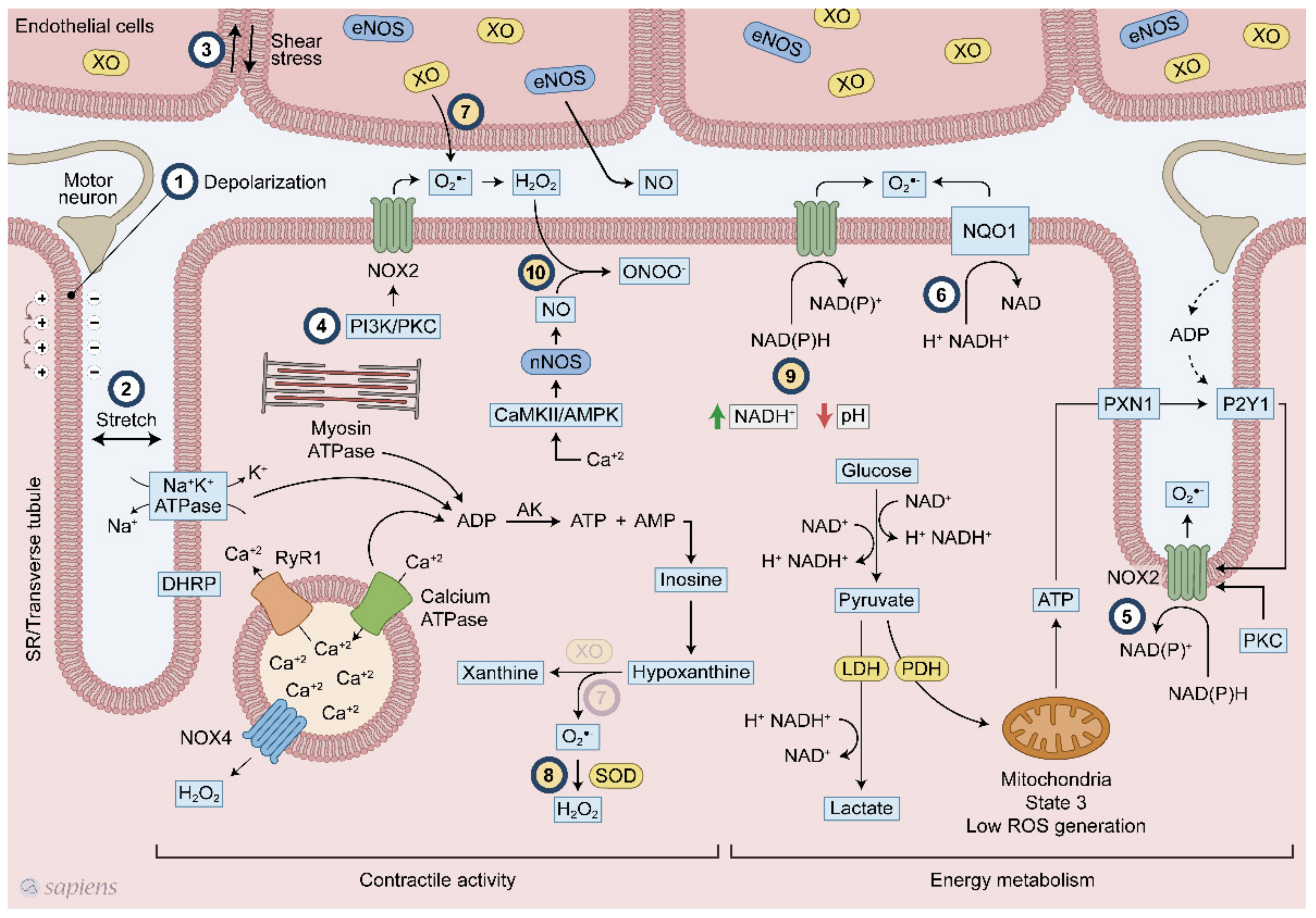 Antioxidants 10 00537 g001