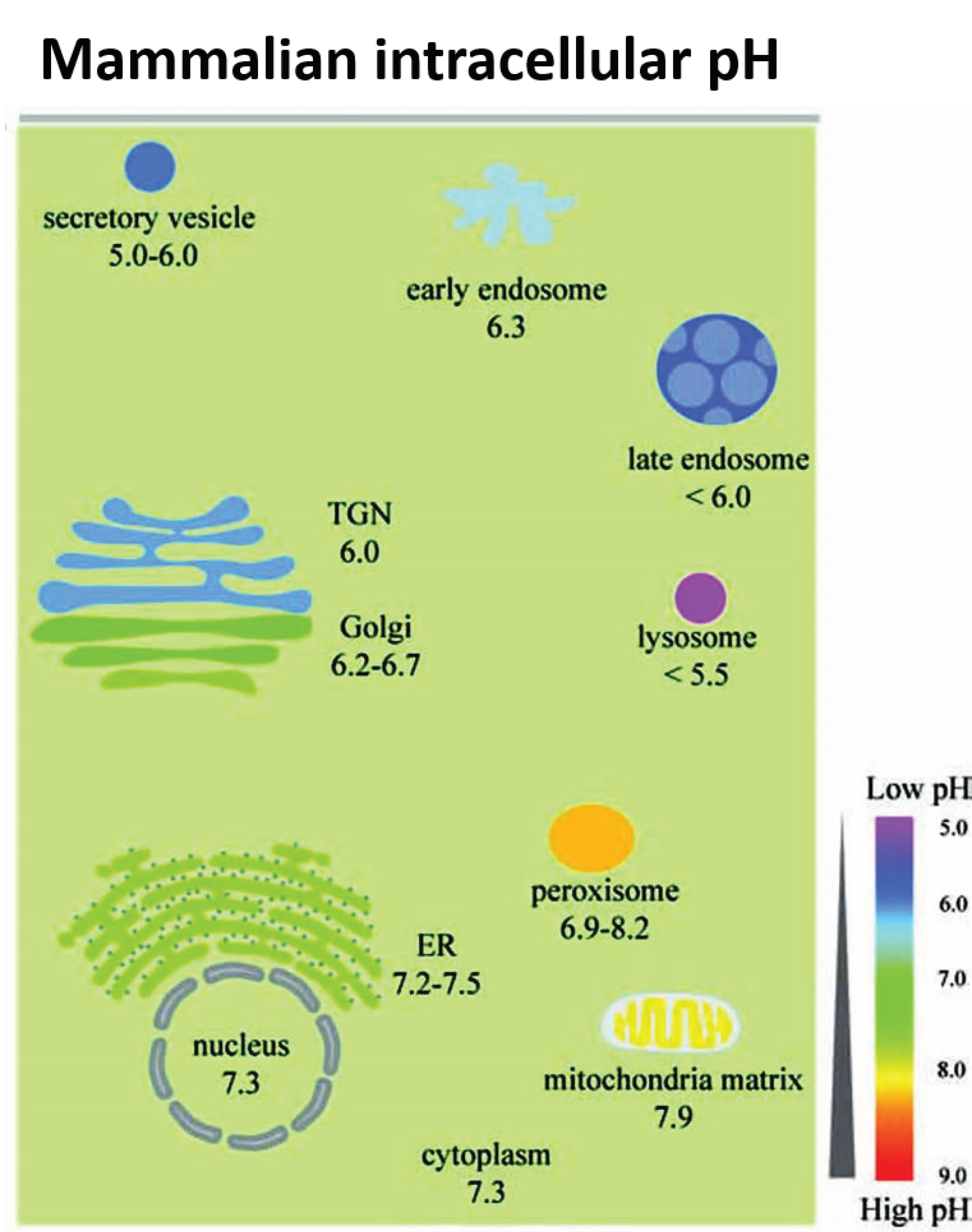 Antioxidants 10 00547 g002