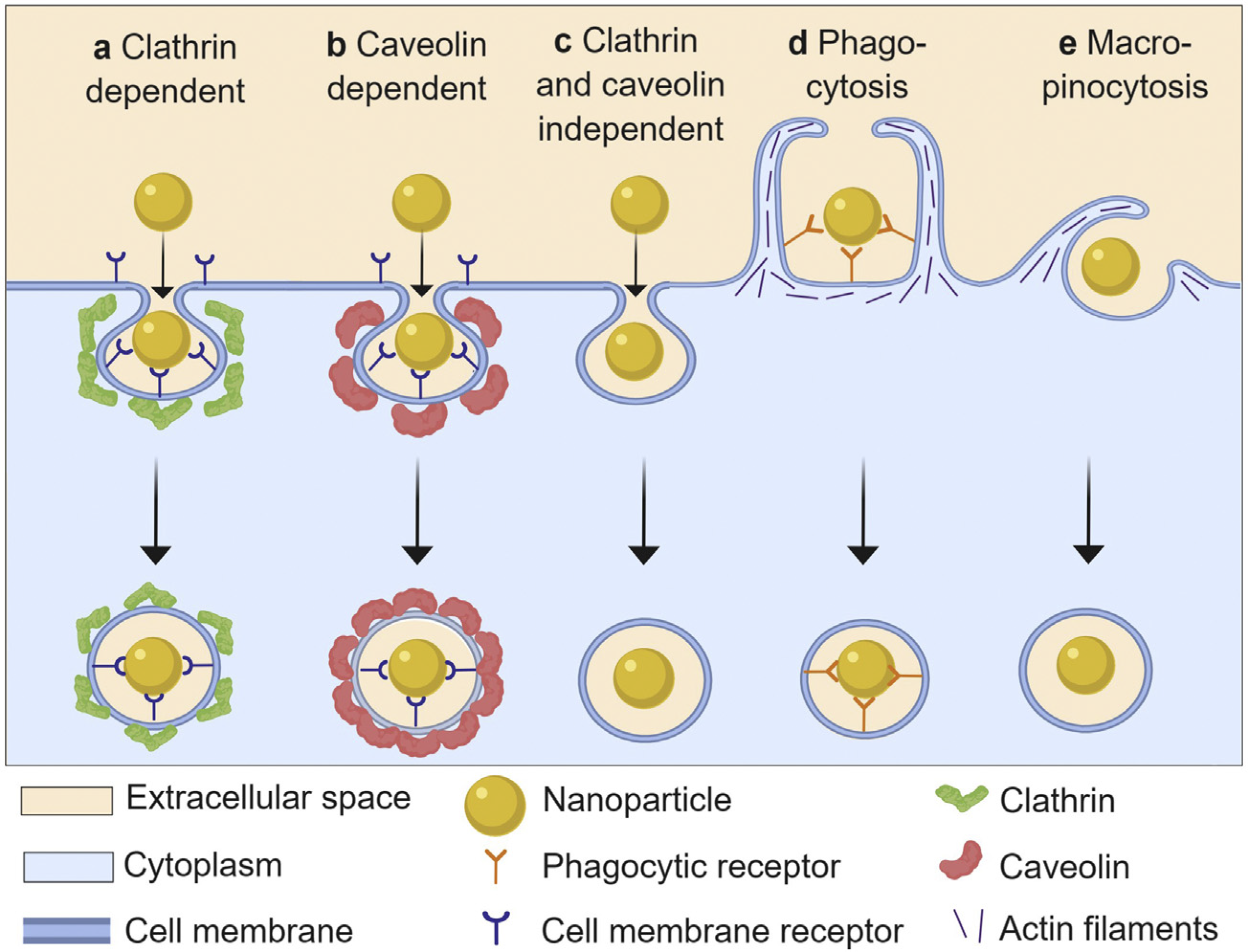 Antioxidants 10 00547 g004