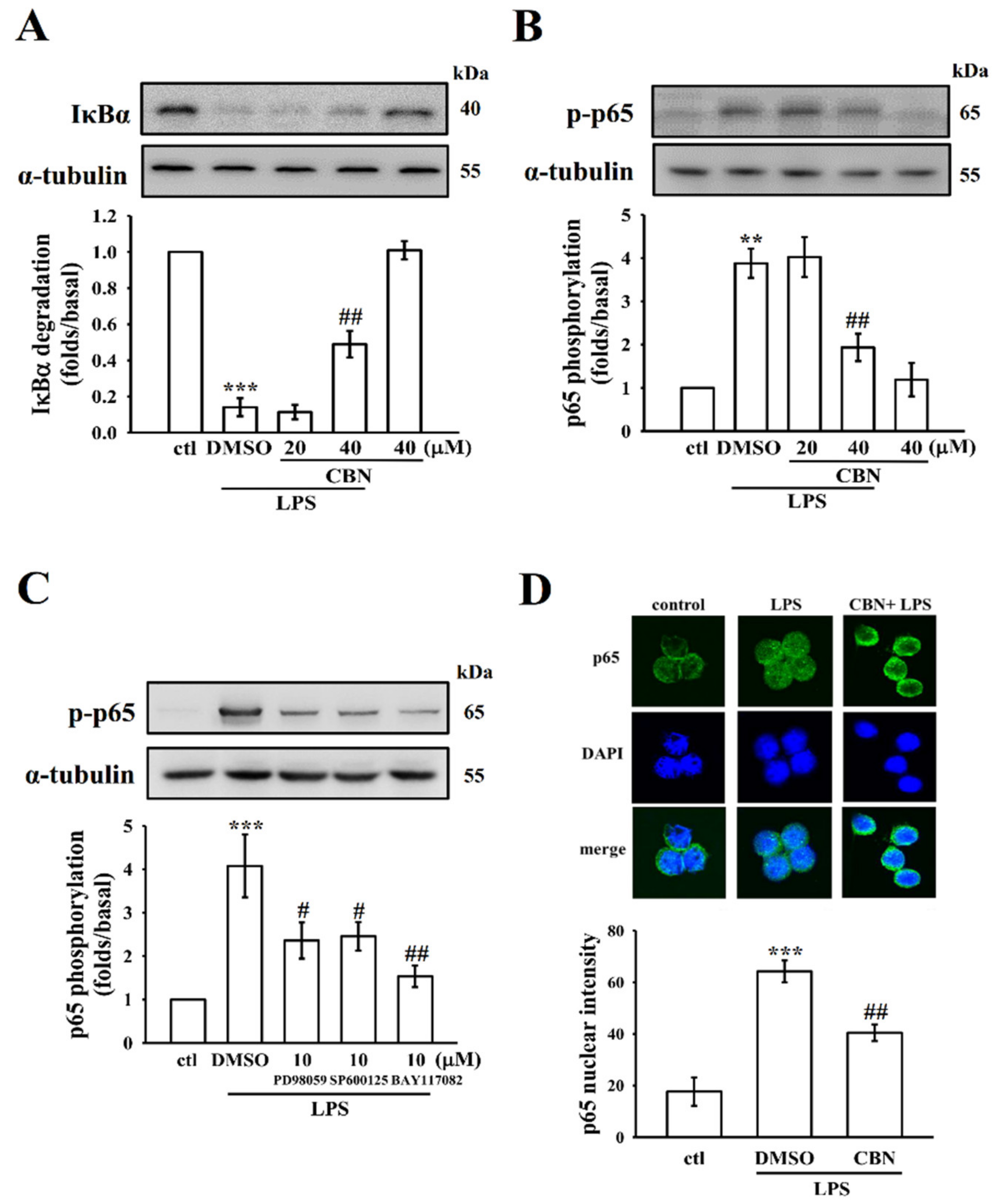 Antioxidants 10 00553 g003