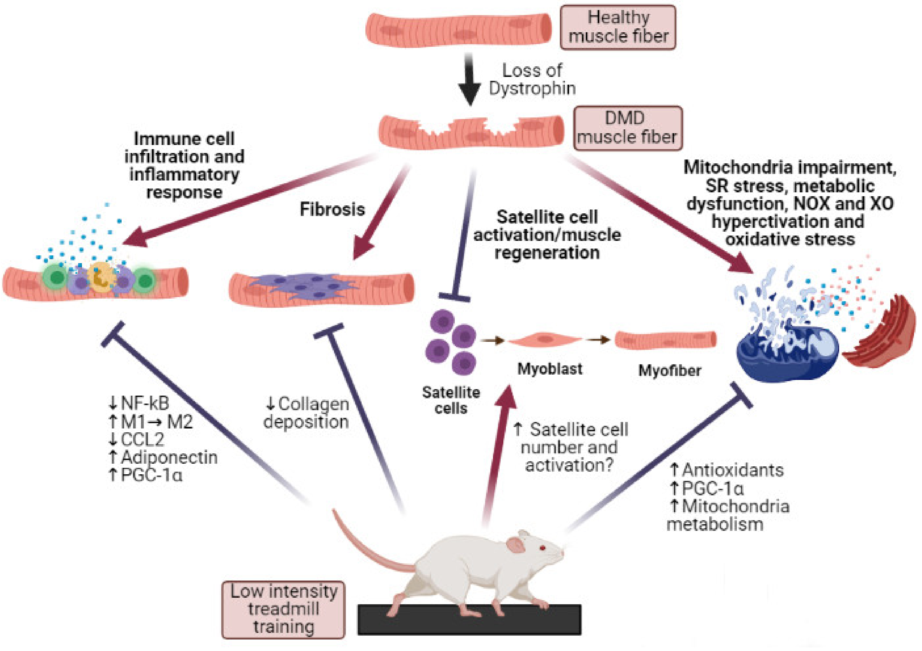 Antioxidants 10 00558 g002 Antioxidants 10 00558 g002