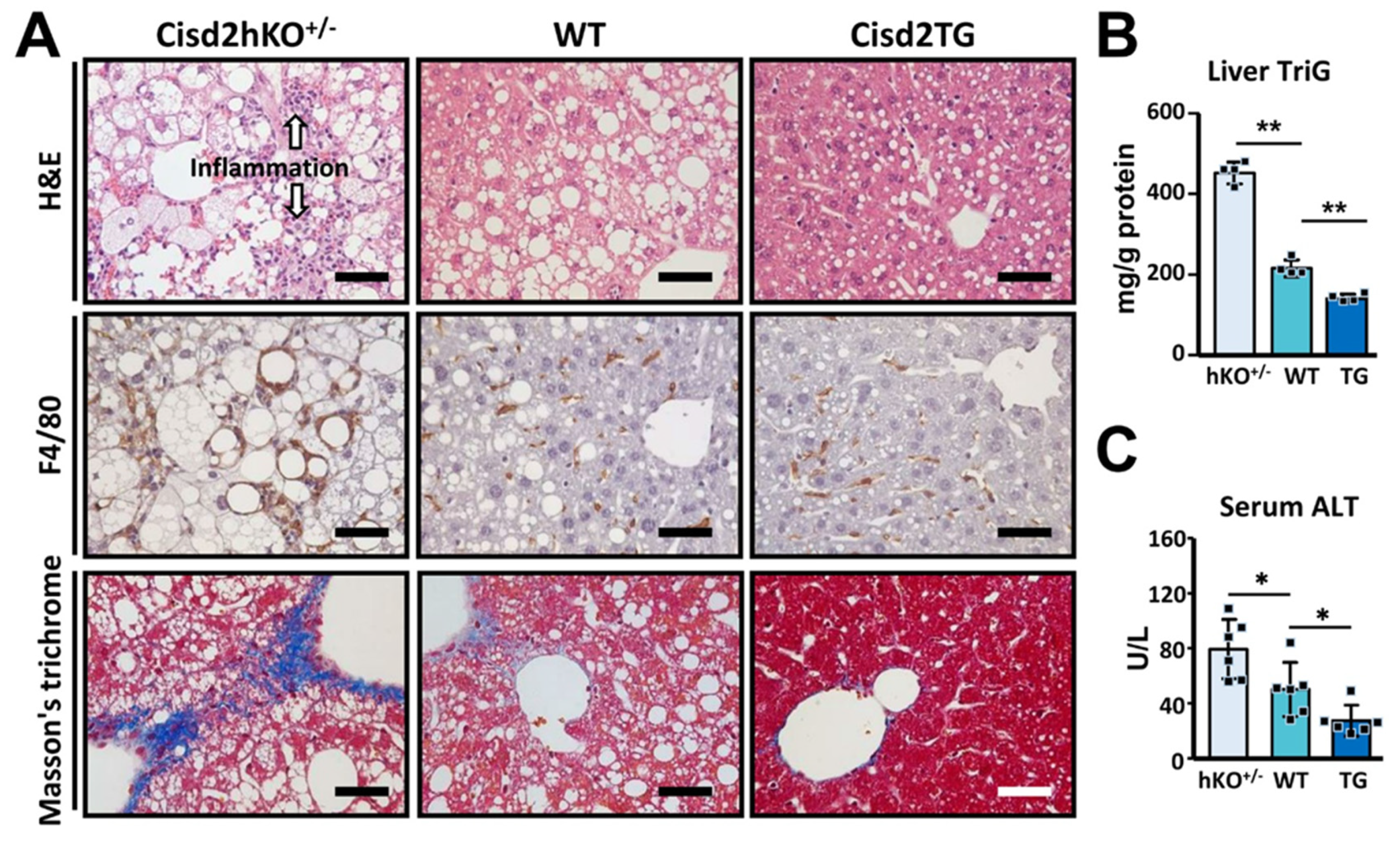 Antioxidants 10 00559 g002