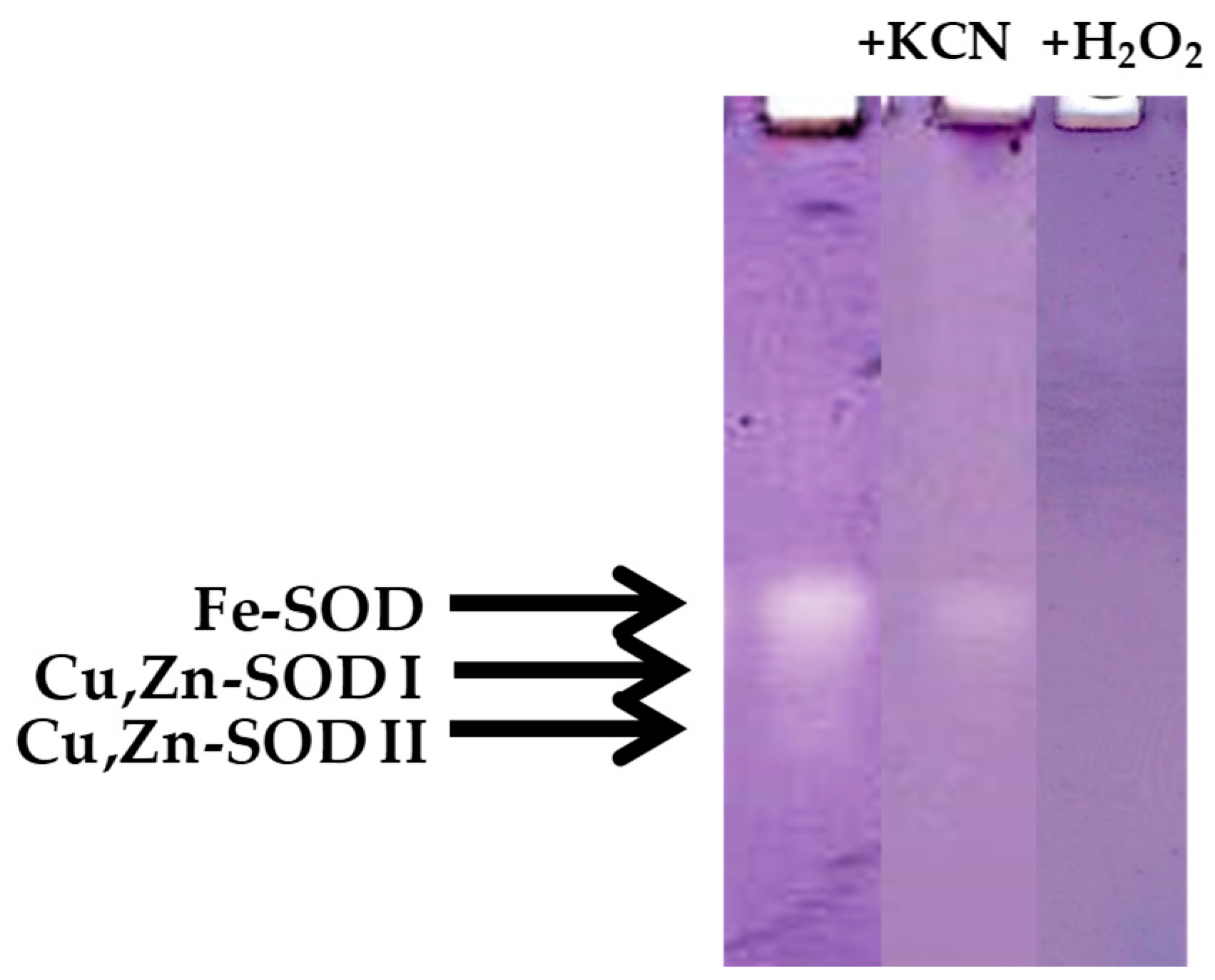 Antioxidants 10 00560 g012