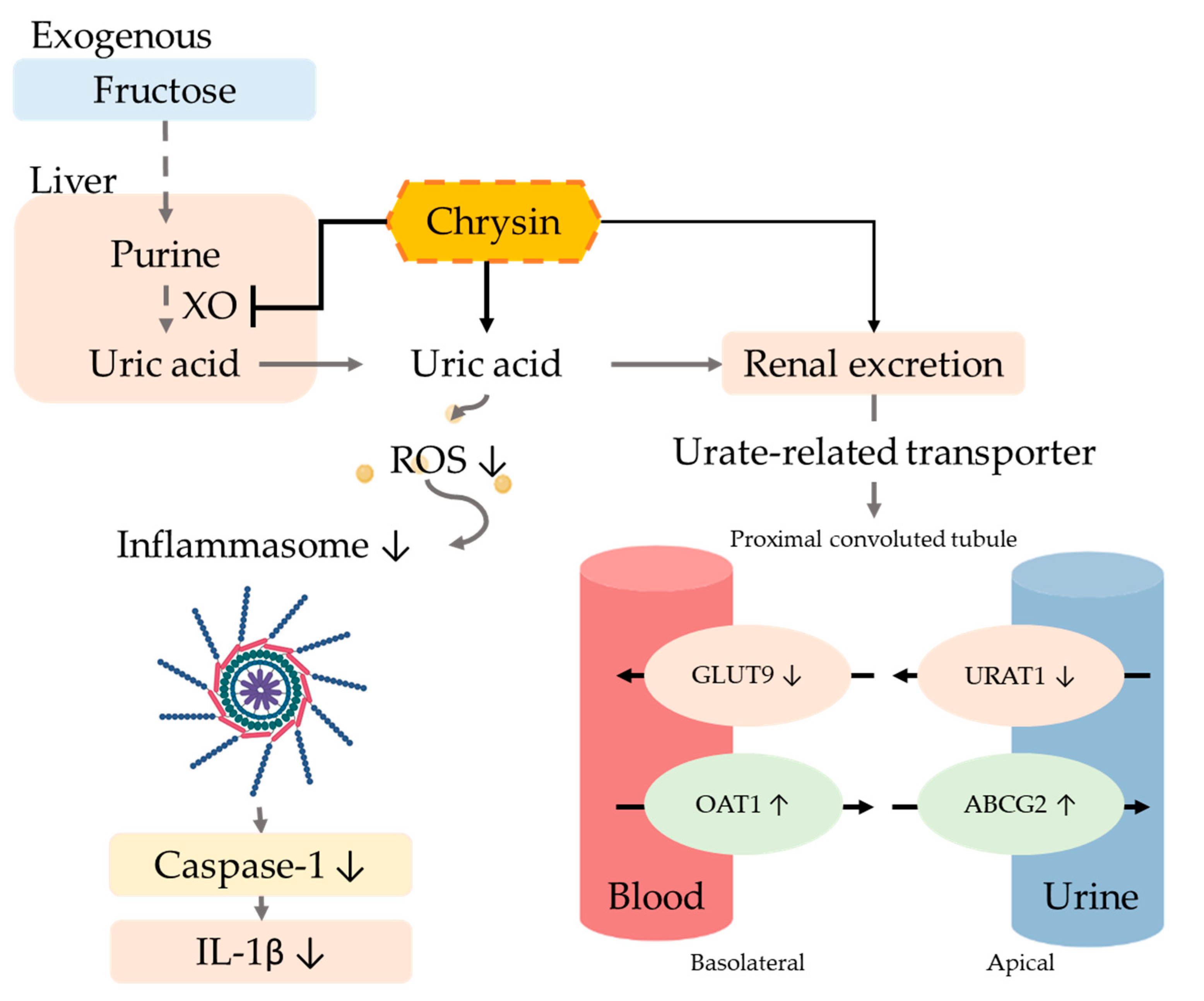 Antioxidants 10 00564 g007 Antioxidants 10 00564 g007