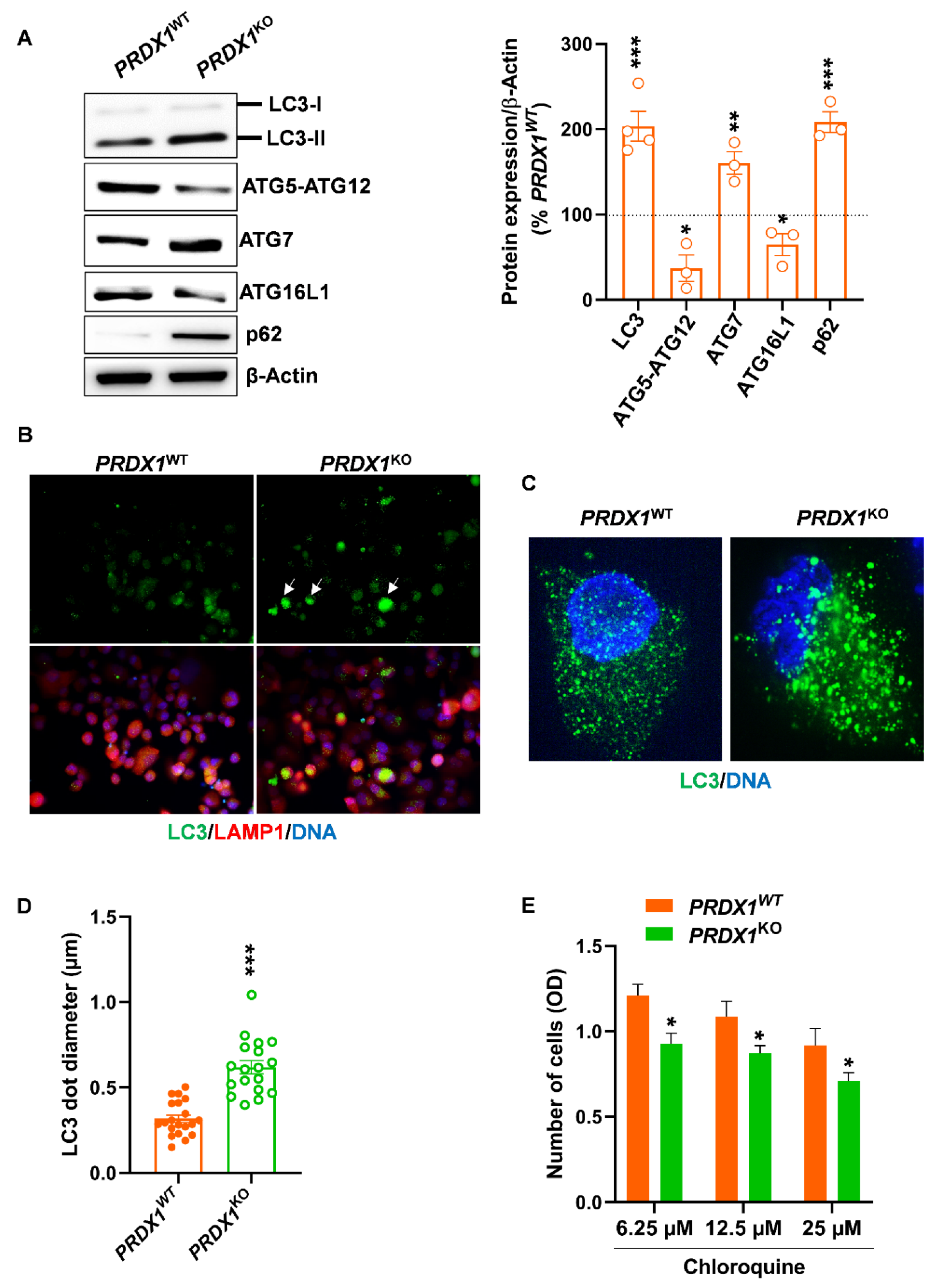 Antioxidants 10 00570 g004