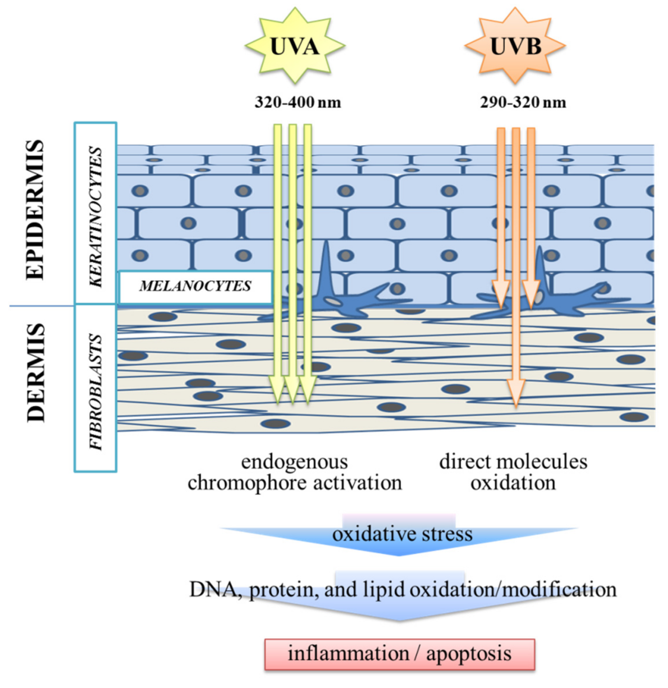 Antioxidants 10 00578 g001 Antioxidants 10 00578 g001