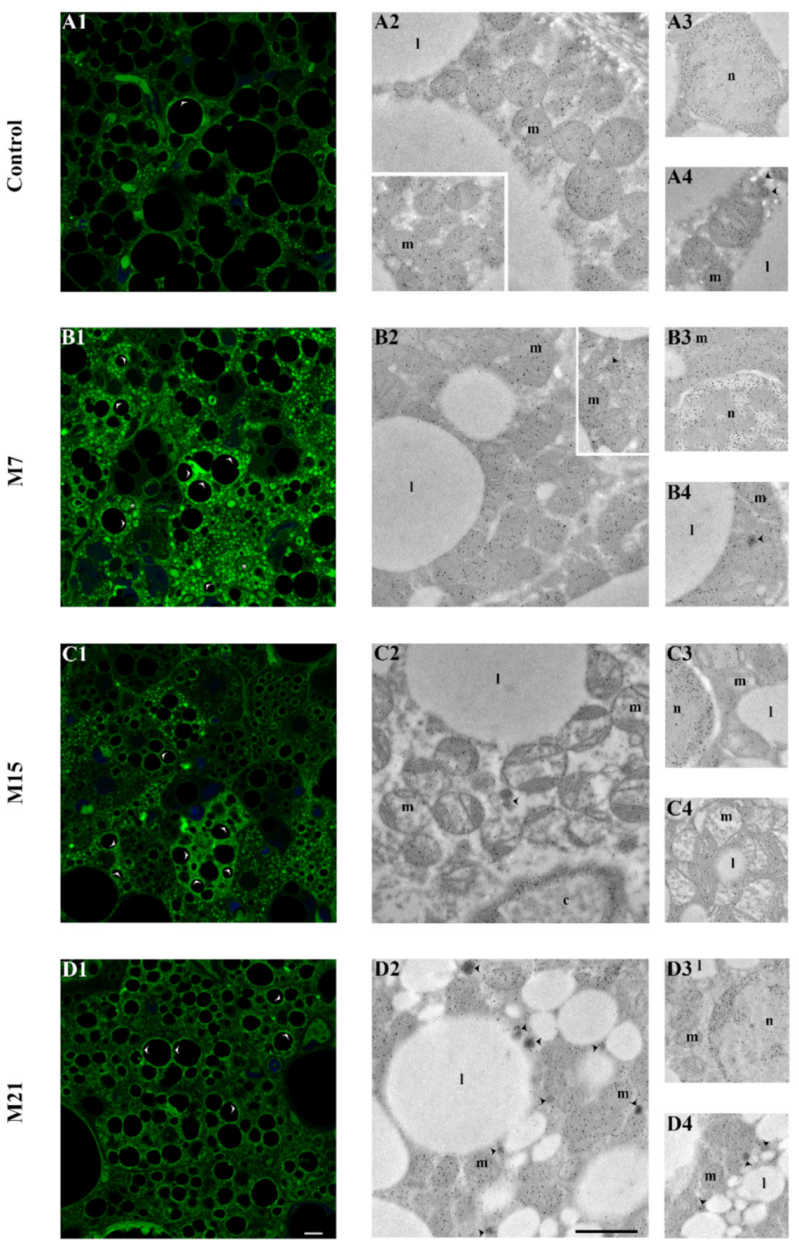 Antioxidants 10 00591 g007