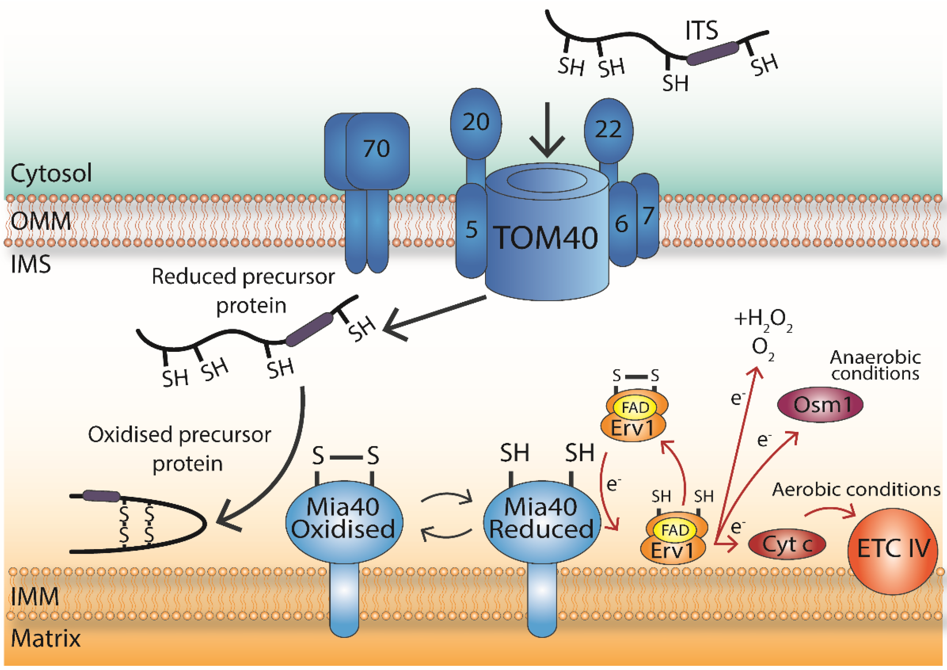 Antioxidants 10 00592 g001