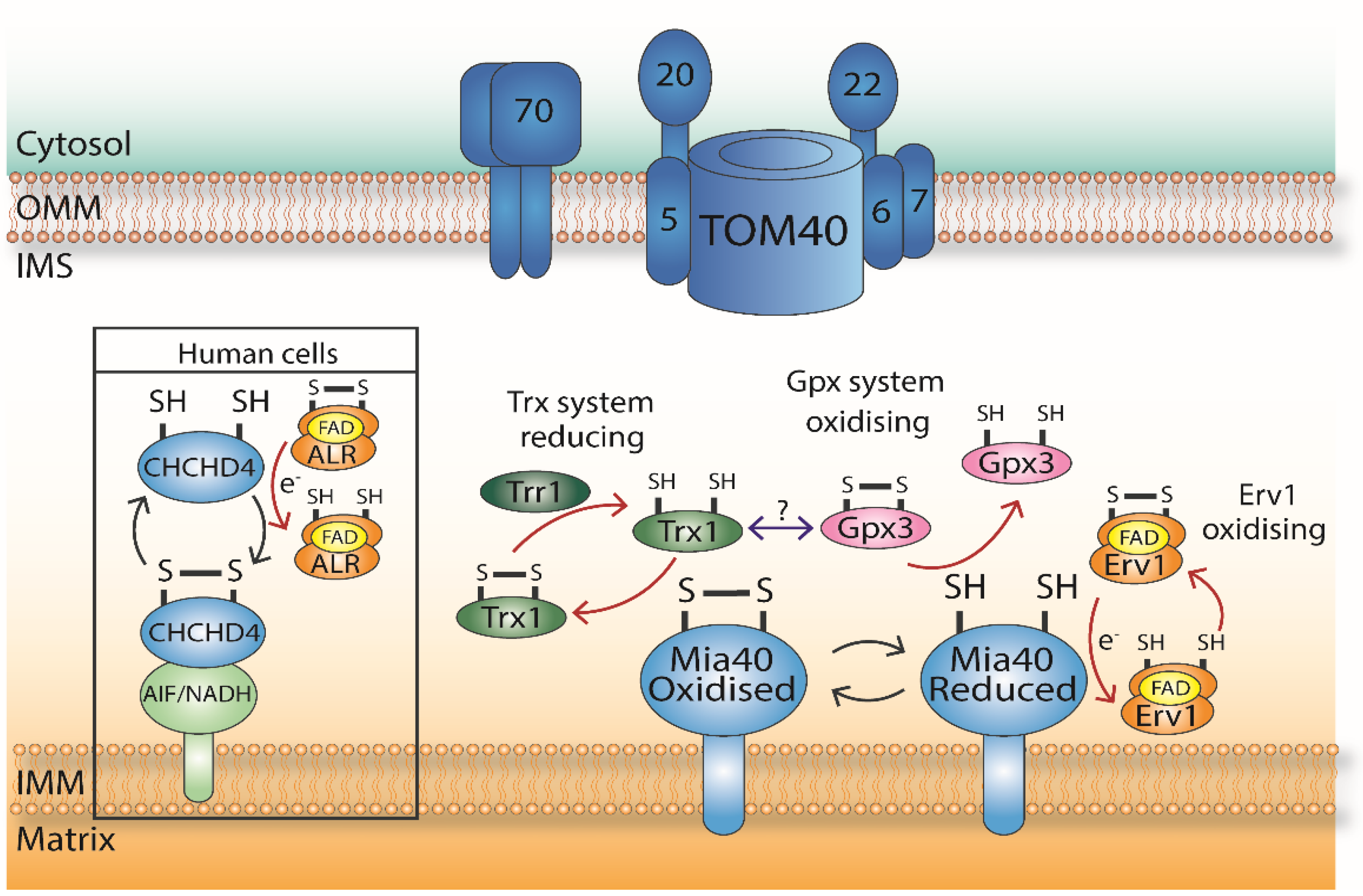 Antioxidants 10 00592 g002