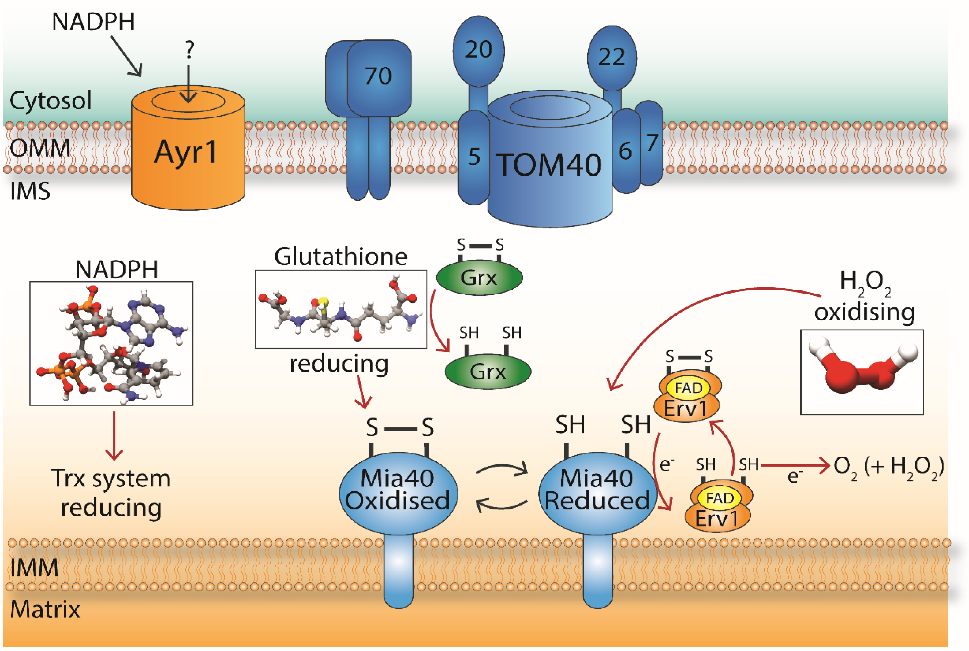 Antioxidants 10 00592 g003