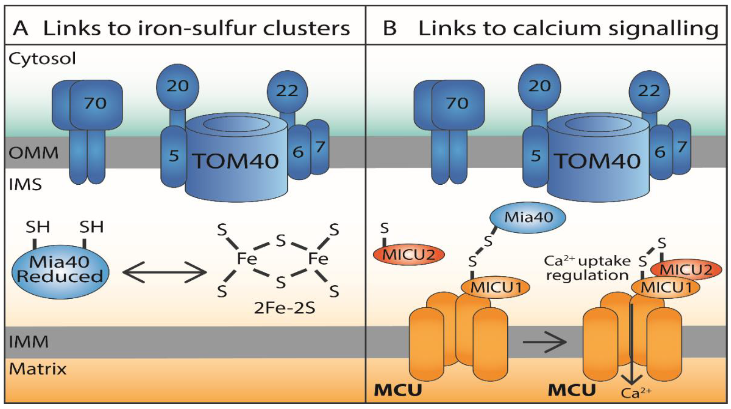 Antioxidants 10 00592 g004