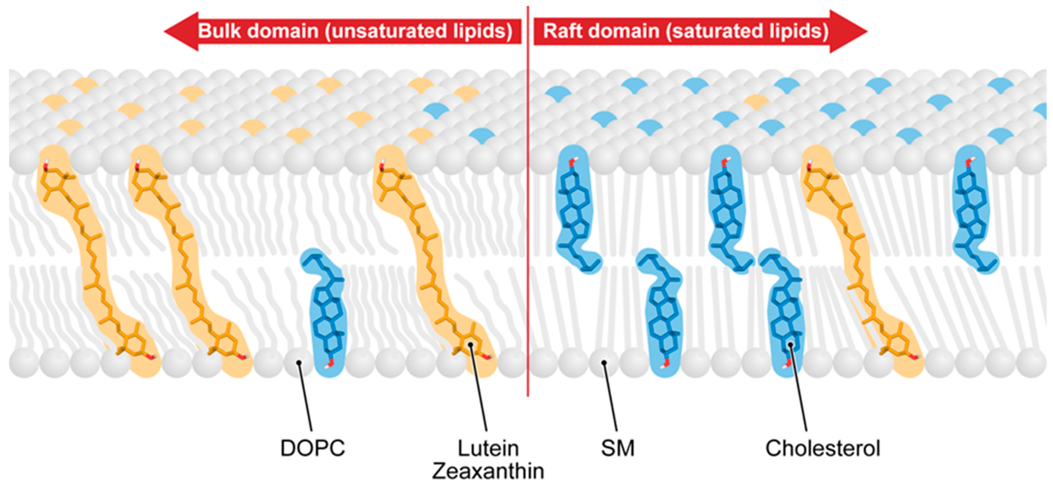 Antioxidants 10 00601 g005