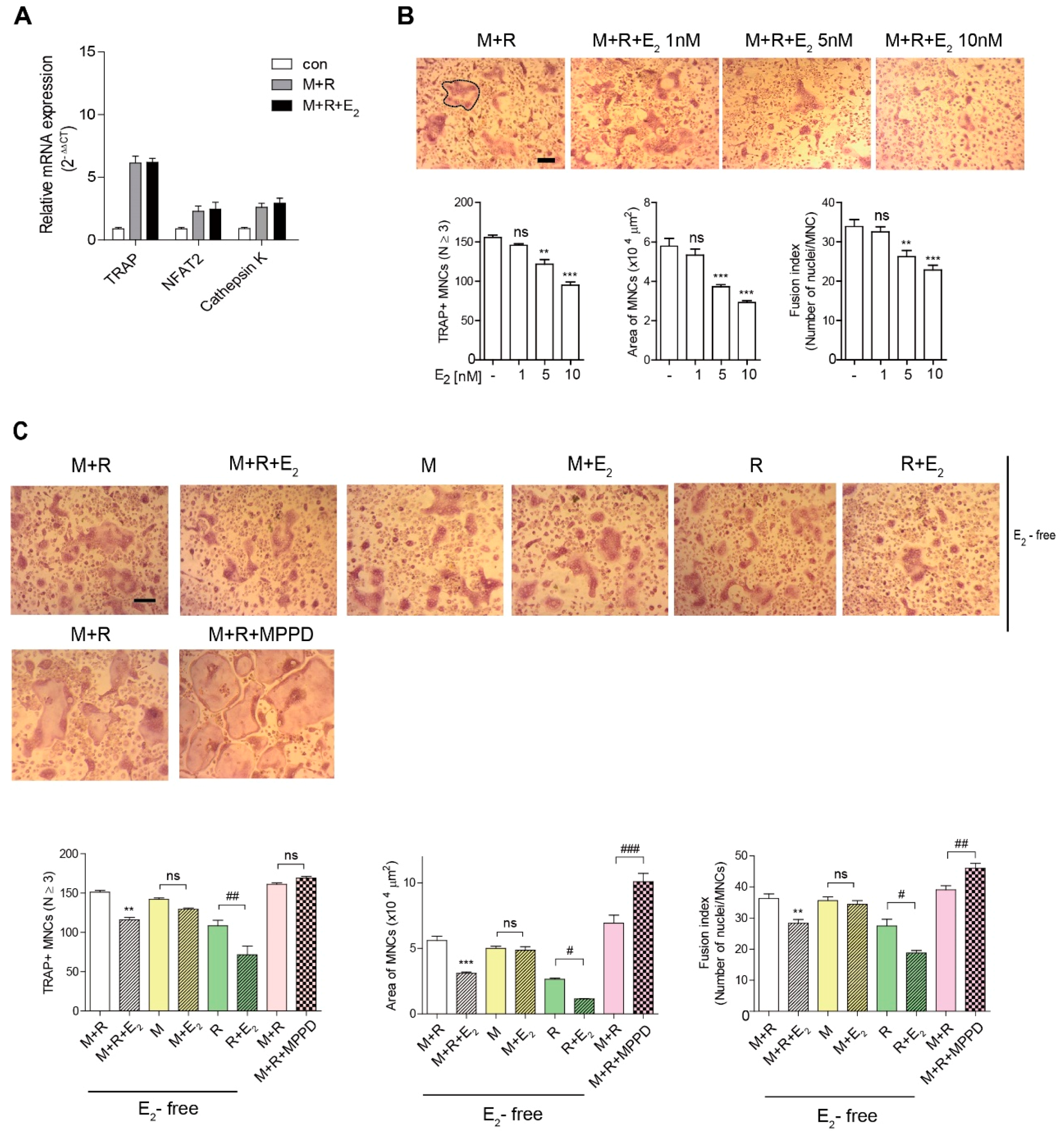 Antioxidants 10 00619 g002 Antioxidants 10 00619 g002