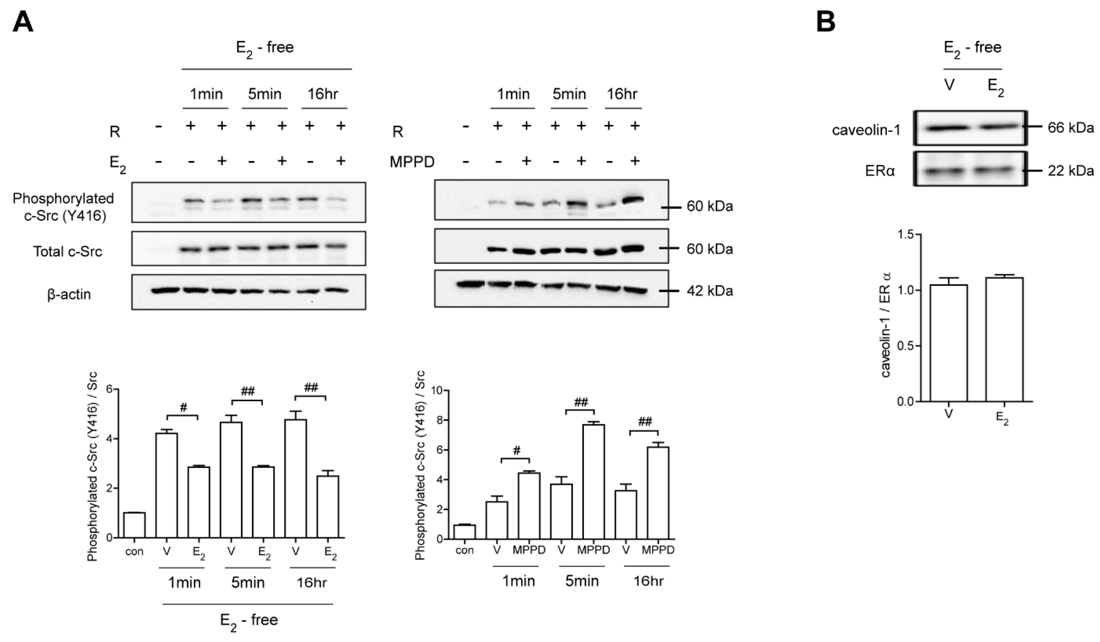 Antioxidants 10 00619 g004 Antioxidants 10 00619 g004