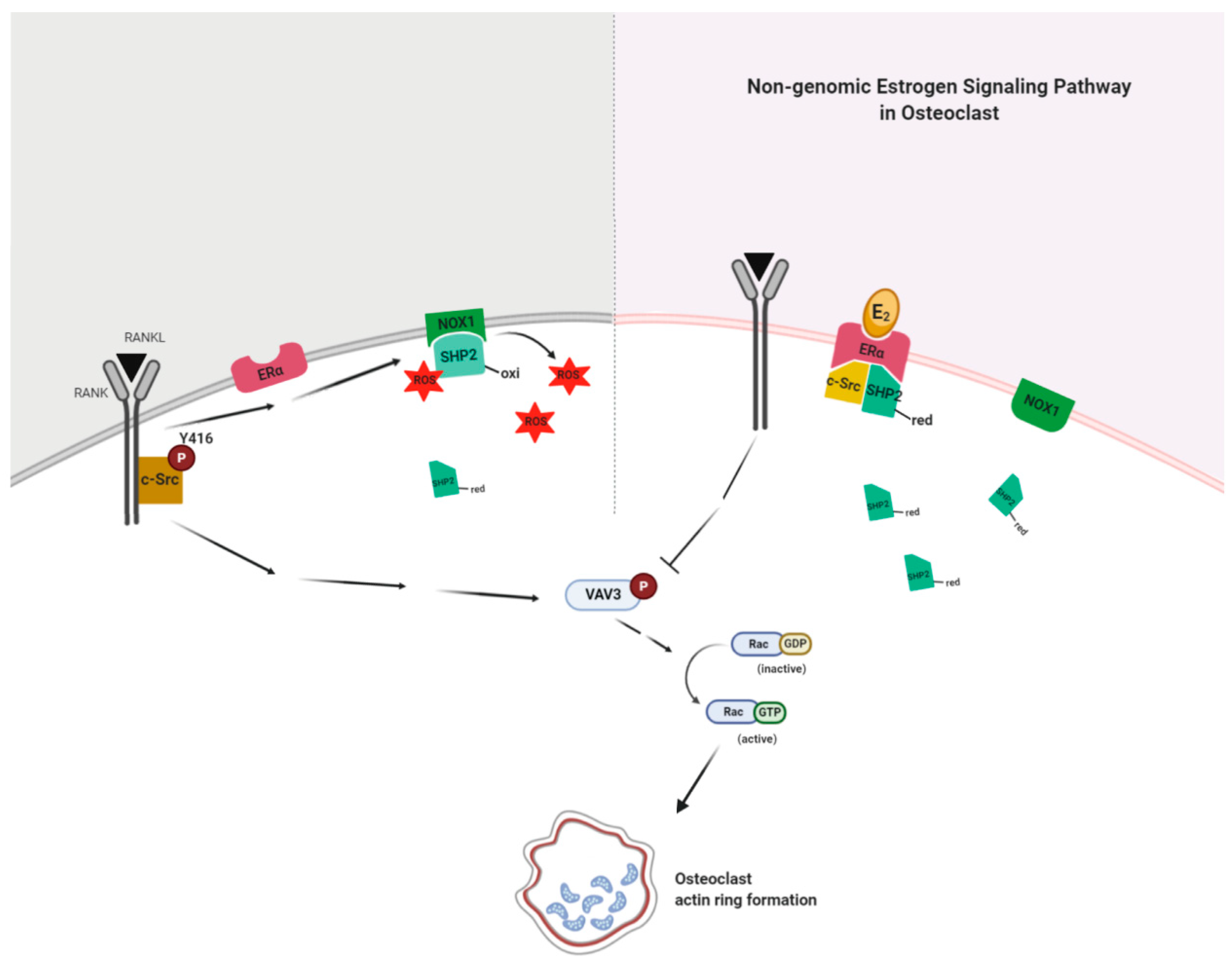 Antioxidants 10 00619 g007 Antioxidants 10 00619 g007