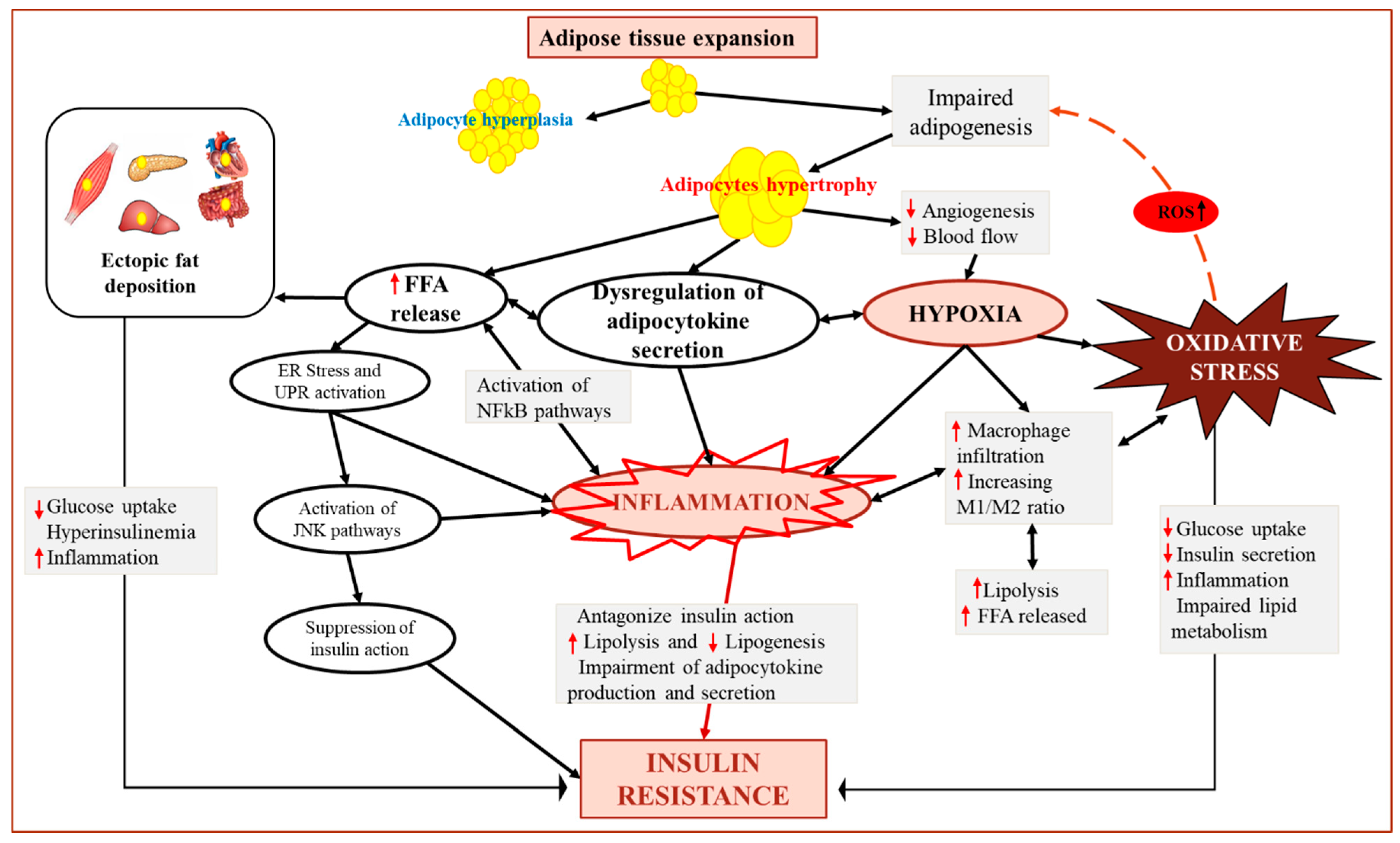 Antioxidants 10 00622 g003