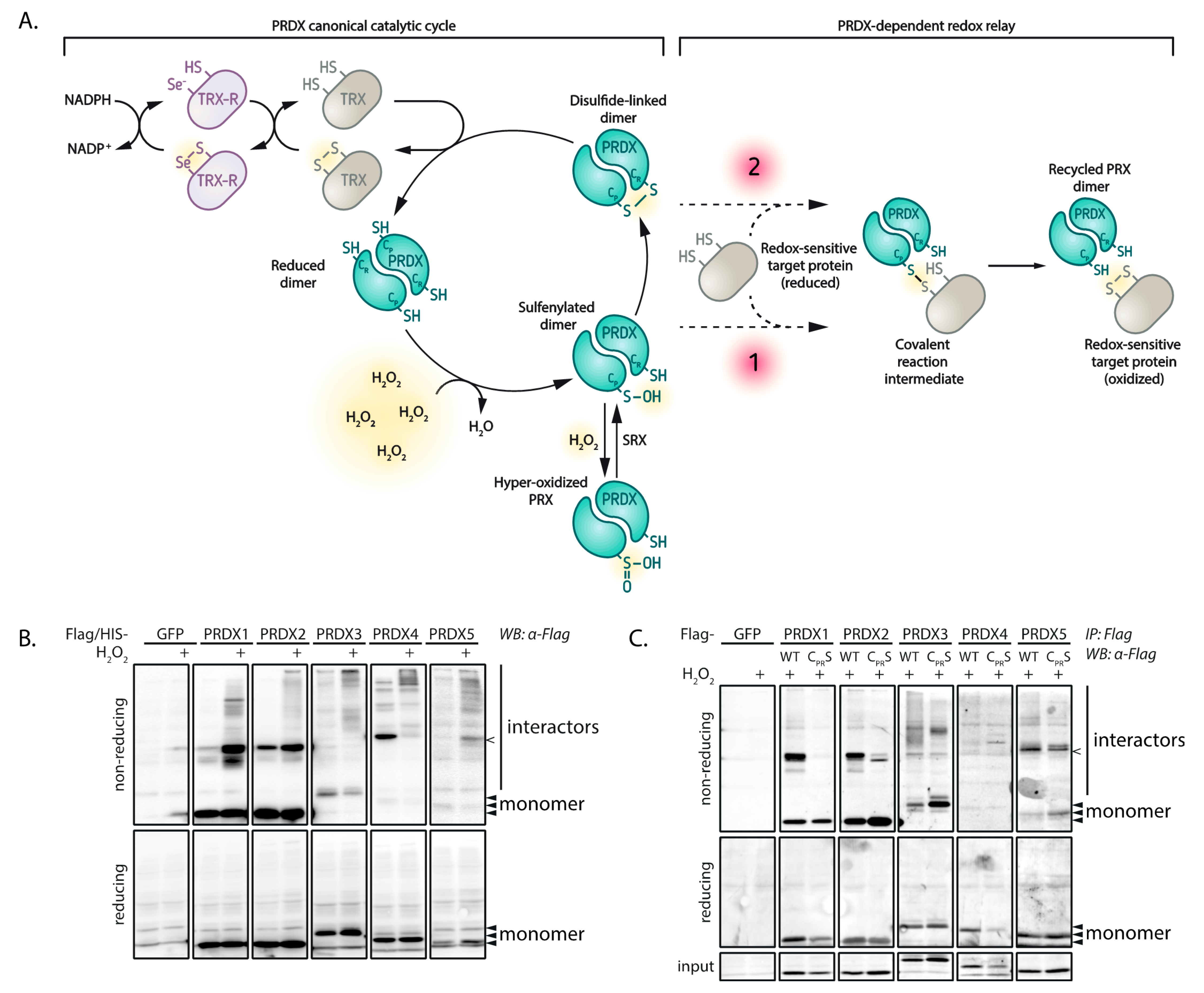 Antioxidants 10 00627 g001