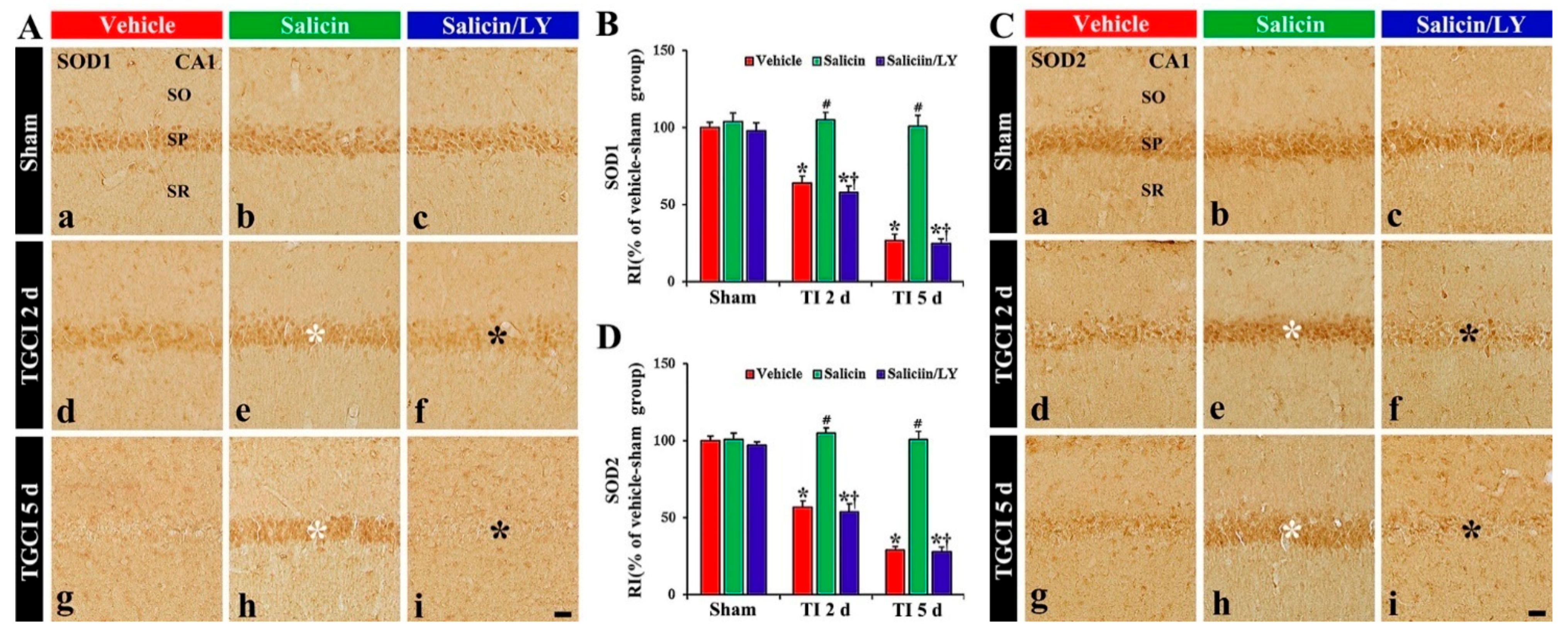 Antioxidants 10 00629 g005