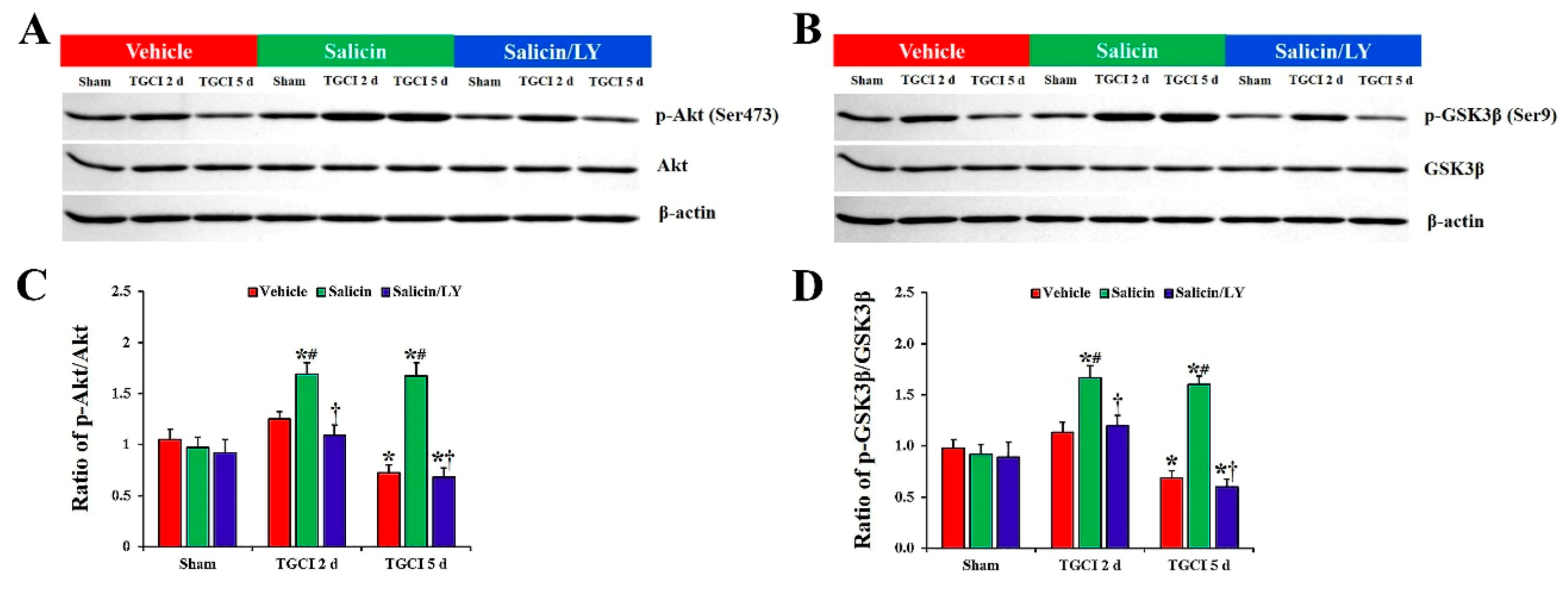 Antioxidants 10 00629 g008