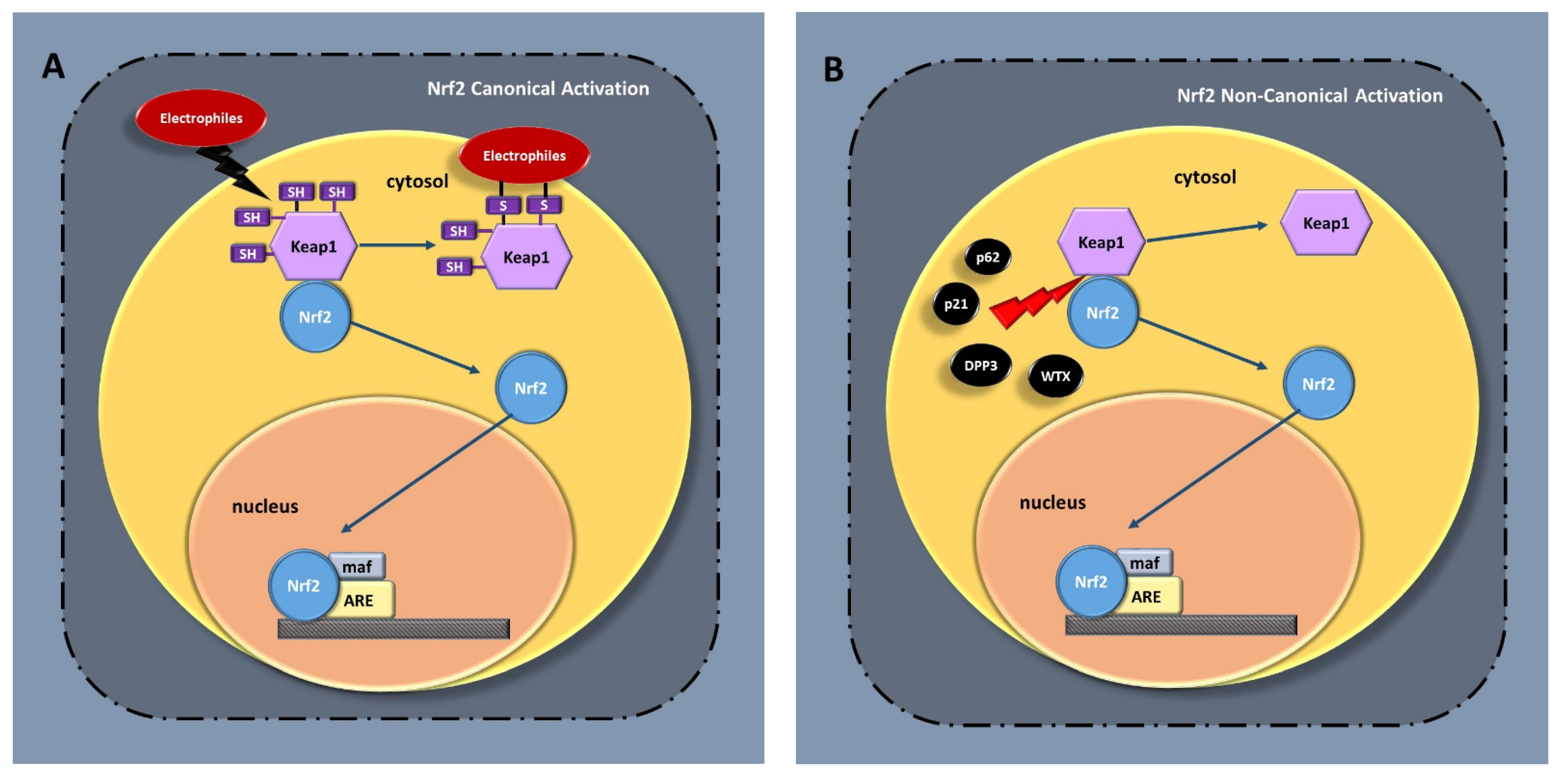 Antioxidants 10 00630 g001a Antioxidants 10 00630 g001a