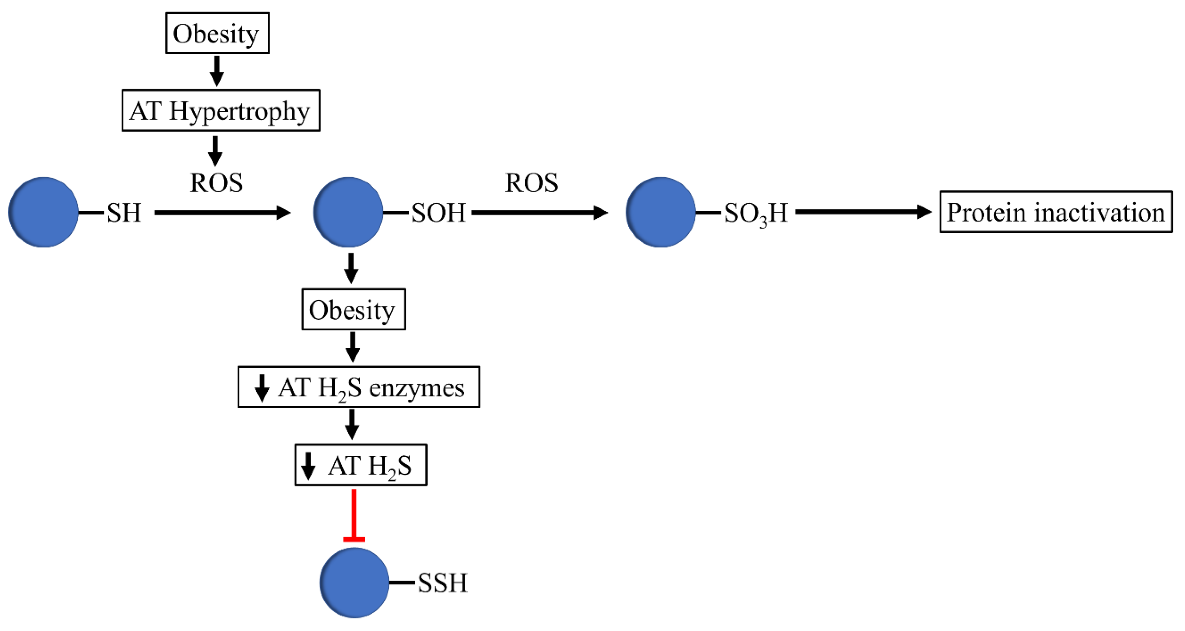 Antioxidants 10 00633 g002