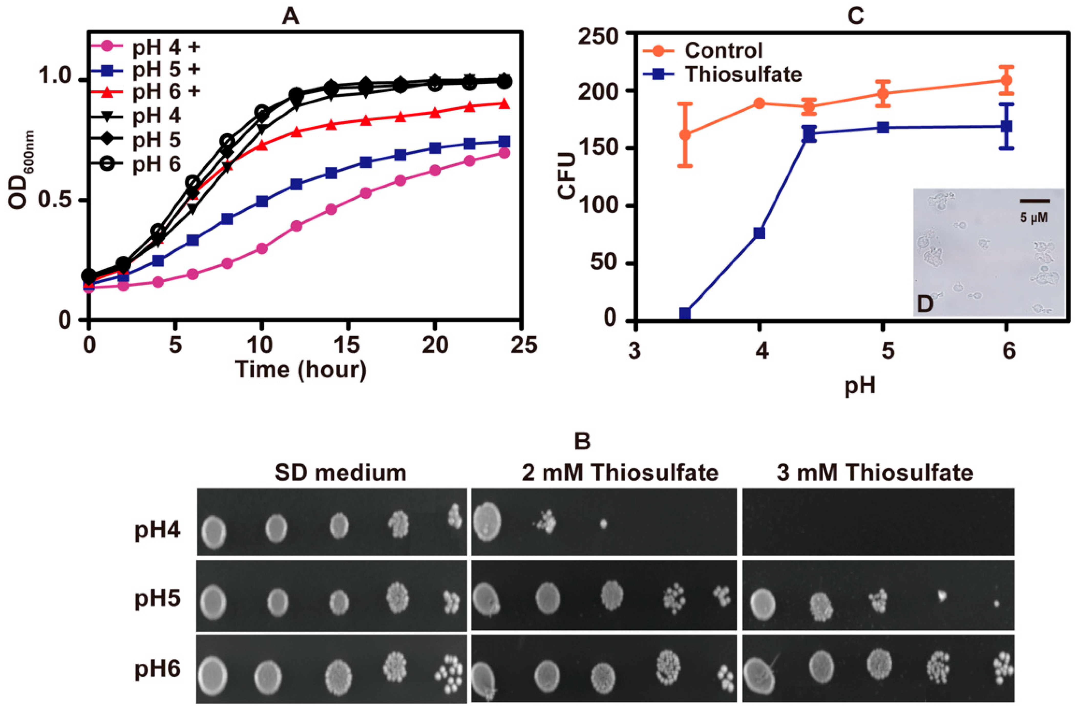 Antioxidants 10 00646 g002
