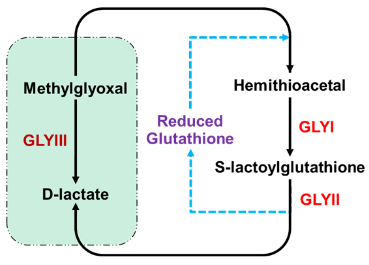 Antioxidants 10 00648 g001 Antioxidants 10 00648 g001