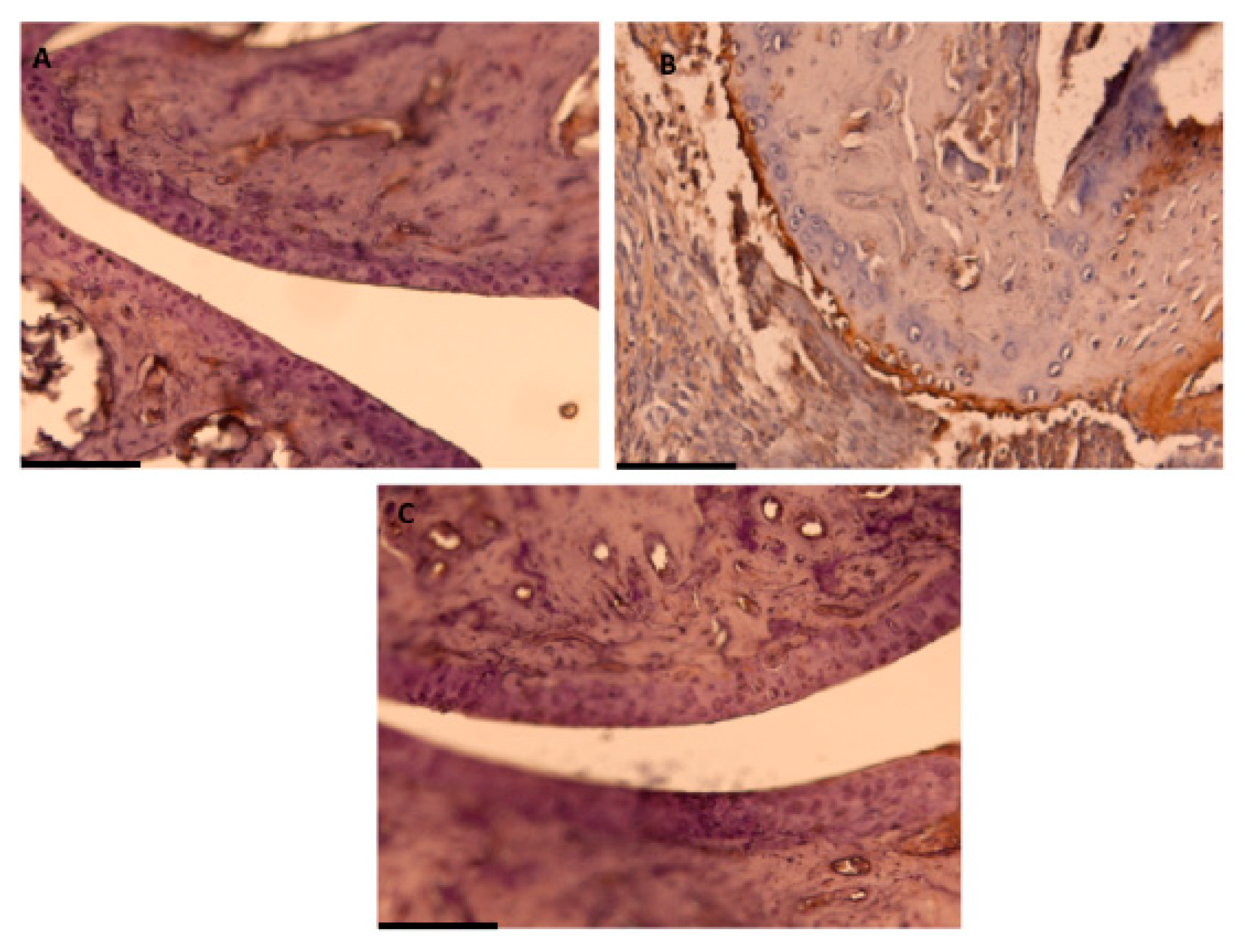 Antioxidants 10 00650 g005